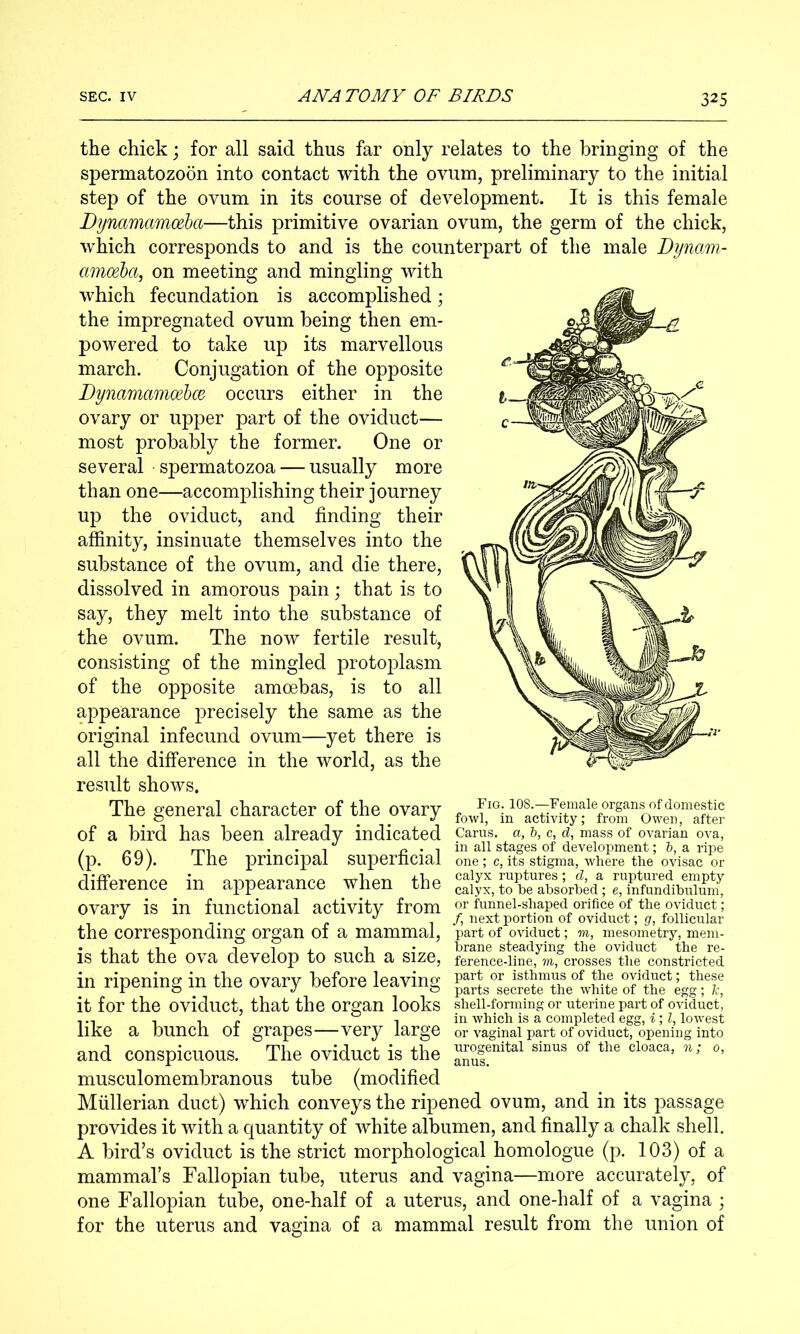 the chick j for all said thus far only relates to the bringing of the spermatozoon into contact with the ovum, preliminary to the initial step of the ovum in its course of development. It is this female Dynamamoeba—this primitive ovarian ovum, the germ of the chick, which corresponds to and is the counterpart of the male Dynam- amoeba, on meeting and mingling with which fecundation is accomplished; the impregnated ovum being then em- powered to take up its marvellous march. Conjugation of the opposite DynamamcebcB occurs either in the ovary or upper part of the oviduct— most probably the former. One or several spermatozoa — usually more than one—accomplishing their journey up the oviduct, and finding their affinity, insinuate themselves into the substance of the ovum, and die there, dissolved in amorous pain; that is to say, they melt into the substance of the ovum. The now fertile result, consisting of the mingled protoplasm of the opposite amoebas, is to all appearance precisely the same as the original infecund ovum—yet there is all the difference in the world, as the result shows. The general character of the ovary of a bird has been already indicated carus. a, h, c, d, mass of ovarian ova, / /I rv \ • • 1 p . , in all stages of development; 6, a ripe (p. 69). The principal superhcial one; c, its stigma, where the ovisac or rliflPprPnpp in nnnpnranpp whpn fhp calyx ruptures; (Z, a ruptured empty Qinerence in appearance wnen hne calyx, to he absorbed; e, infundibulum, ovary is in functional activity from or funnel-shaped orifice of the oviduct; 1 /) ’^cxt portion of oviduct; g, follicular the corresponding organ of a mammal, part of oviduct; m, mesometry, mem- . 111 1 • brane steadying the oviduct the re- IS that the ova develop to such a size, ference-line, m, crosses the constricted in ripening in the ovary before leaving o?Ihf it for the oviduct, that the organ looks shell-forming or uterine part of oviduct, like a bunch of grapes very large or vaginal part of oviduct, opening into and conspicuous. The oviduct is the ''''''' ''' musculomembranous tube (modified Mullerian duct) which conveys the ripened ovum, and in its passage provides it with a quantity of white albumen, and finally a chalk shell. A bird’s oviduct is the strict morphological homologue (p. 103) of a mammal’s Fallopian tube, uterus and vagina—more accurately, of one Fallopian tube, one-half of a uterus, and one-half of a vagina ; for the uterus and vagina of a mammal result from the union of Fig. 108.—Female organs of domestic fowl, in activity; from Owen, after