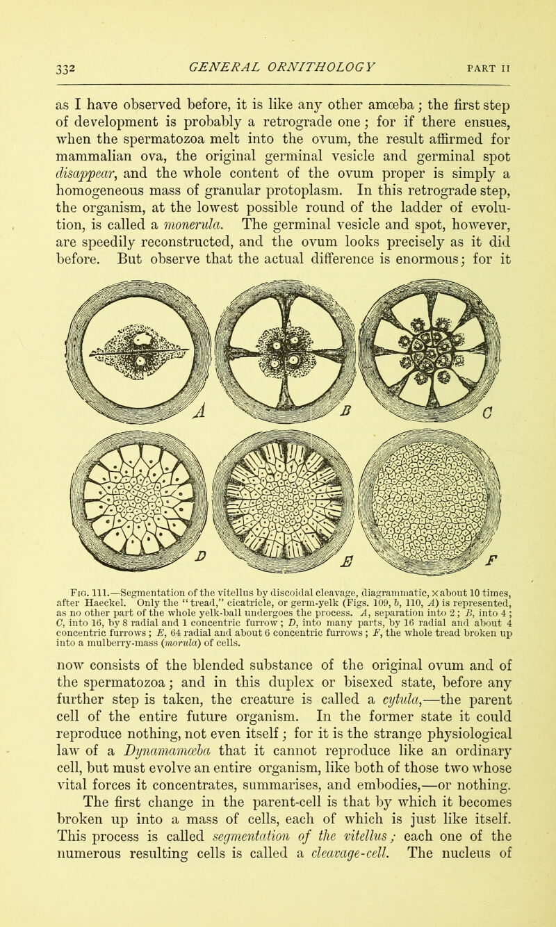 as I have observed before, it is like any other amoeba; the first step of development is probably a retrograde one; for if there ensues, when the spermatozoa melt into the ovum, the result affirmed for mammalian ova, the original germinal vesicle and germinal spot disappear, and the whole content of the ovum proper is simply a homogeneous mass of granular protoplasm. In this retrograde step, the organism, at the lowest possible round of the ladder of evolu- tion, is called a monerula. The germinal vesicle and spot, however, are speedily reconstructed, and the ovum looks precisely as it did before. But observe that the actual difference is enormous; for it Fig. 111.—Segmentation of the vitellus by discoiclal cleavage, diagrammatic, x about 10 times, after Haeckel. Only the “tread,” cicatricle, or germ-yelk (Figs. 109, &, 110, A) is represented, as no other part of the whole yelk-ball undergoes the process. A, separation into 2 ; B, into 4 ; C, into 16, by 8 radial and 1 concentric furrow; D, into many parts, by 16 radial and about 4 concentric furrows ; E, 64 radial and about 6 concentric furrows ; F, the whole tread broken up into a mulberry-mass (morula) of cells. now consists of the blended substance of the original ovum and of the spermatozoa; and in this duplex or bisexed state, before any further step is taken, the creature is called a cytula,—the parent cell of the entire future organism. In the former state it could reproduce nothing, not even itself; for it is the strange physiological law of a Dynamamoeha that it cannot reproduce like an ordinary cell, but must evolve an entire organism, like both of those two whose vital forces it concentrates, summarises, and embodies,—or nothing. The first change in the parent-cell is that by which it becomes broken up into a mass of cells, each of which is just like itself. This process is called segmentation of the vitellus; each one of the numerous resulting cells is called a cleavage-cell. The nucleus of