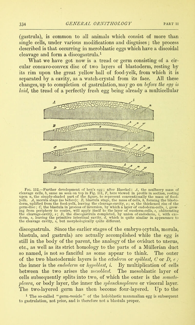 (gastrula), is common to all animals which consist of more than single cells, under various modifications and disguises; the process described is that occurring in meroblastic eggs which have a discoidal cleavage and form a discogastrulad What we have got now is a tread or germ consisting of a cir- cular concavo-convex disc of two layers of blastoderm, resting by its rim upon the great yellow ball of food-yelk, from which it is separated by a cavity, as a watch-crystal from its face. All these changes, up to completion of gastrulation, may go on before the egg is laid, the tread of a perfectly fresh egg being already a multicellular Fig. 112,—Further development of hen’s egg; after Haeckel: A, the mulberry mass of cleavage cells, h, same as seen on top in Fig. Ill, F, here viewed in profile in section, resting upon n, the simply-shaded part of the figure, to represent conventionally the mass of food- yelk. A, morula stage (as before); B, blastula stage, the mass of cells, &, forming the blasto- derm, uplifted from the food-yelk, leaving the cleavage-cavity, s; w, the thickened rim of the germ-disc ; C, the blastnla in process of inversion, by which a layer of endoderin-cells, i, grow- ing from periphery to centre, will apply itself to the layer of exoderm-cells, e, obliterating the cleavage-cavity, s; D, the discogastrula completed, by union of endoderm, i, with exo- derm, e, leaving the primitive intestinal cavity, d, which is quite similar in appearance to the cleavage cavity, s, but morphologically quite different. discogastrula. Since the earlier stages of the embryo (cytula, morula, blastula, and gastrula) are actually accomplished while the egg is still in the body of the parent, the analogy of the oviduct to uterus, etc., as well as its strict homology to the j^arts of a Mullerian duct so named, is not so fanciful as some appear to think. The outer of the two blastodermic layers is the ectoderm or epihlast, C or D, e ; the inner is the endoderm or hjpoblast, L By multiplication of cells between the two arises the mesoblast. The mesoblastic layer of cells subsequently splits into two, of which the outer is the somato- pleura, or body layer, the inner the splanchnopleura or visceral layer. The two-layered germ has then become four-layered. Up to the 1 The so-called “ germ-vesicle ” of the holohlastic mammalian egg is subsequent to gastrulation, not prior, and is therefore not a blastula proper.