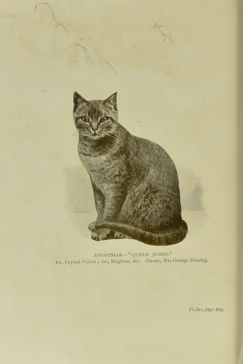 r ) ABYSSINIAN—“ QUEEN JUMBO.” 1st, Crystal Palace ; ist, Brighton, etc. Owner, Mrs George Herring.