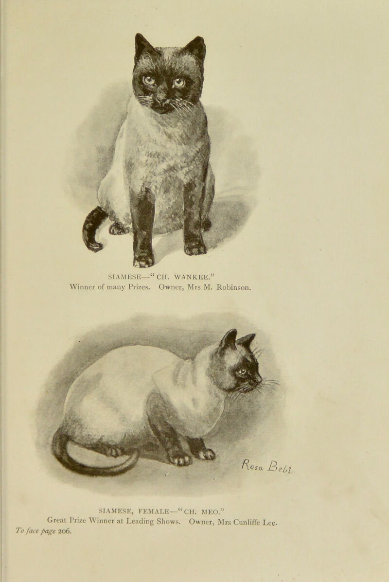 SIAMESE—“CH. WANKEE.” Winner of many Prizes. Owner, Mrs M. Robinson. SIAMESE, FEMALE—“CH. MEO.” Great Prize Winner at Leading Shows. Owner, Mrs Cunliffe Lee- To face page 206.