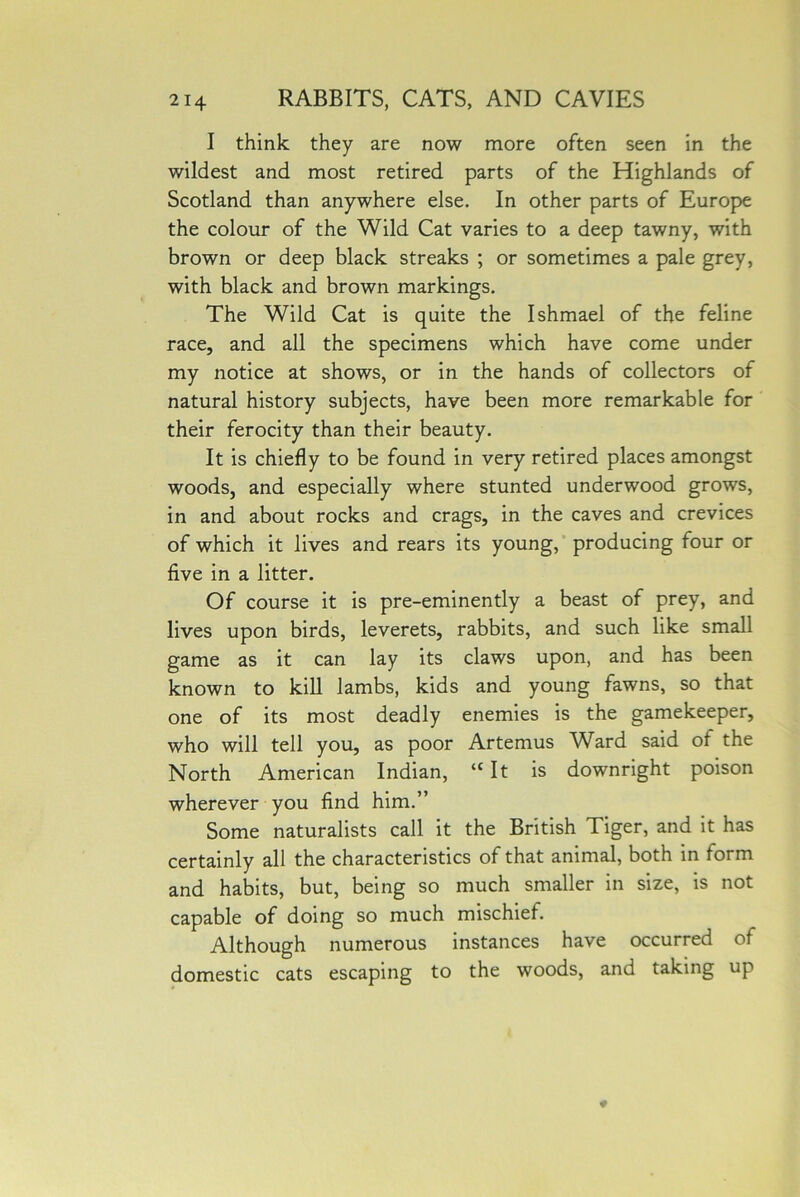 I think they are now more often seen in the wildest and most retired parts of the Highlands of Scotland than anywhere else. In other parts of Europe the colour of the Wild Cat varies to a deep tawny, with brown or deep black streaks ; or sometimes a pale grey, with black and brown markings. The Wild Cat is quite the Ishmael of the feline race, and all the specimens which have come under my notice at shows, or in the hands of collectors of natural history subjects, have been more remarkable for their ferocity than their beauty. It is chiefly to be found in very retired places amongst woods, and especially where stunted underwood grows, in and about rocks and crags, in the caves and crevices of which it lives and rears its young, producing four or five in a litter. Of course it is pre-eminently a beast of prey, and lives upon birds, leverets, rabbits, and such like small game as it can lay its claws upon, and has been known to kill lambs, kids and young fawns, so that one of its most deadly enemies is the gamekeeper, who will tell you, as poor Artemus Ward said ot the North American Indian, “ It is downright poison wherever you find him.” Some naturalists call it the British Tiger, and it has certainly all the characteristics of that animal, both in torm and habits, but, being so much smaller in size, is not capable of doing so much mischief. Although numerous instances have occurred of domestic cats escaping to the woods, and taking up