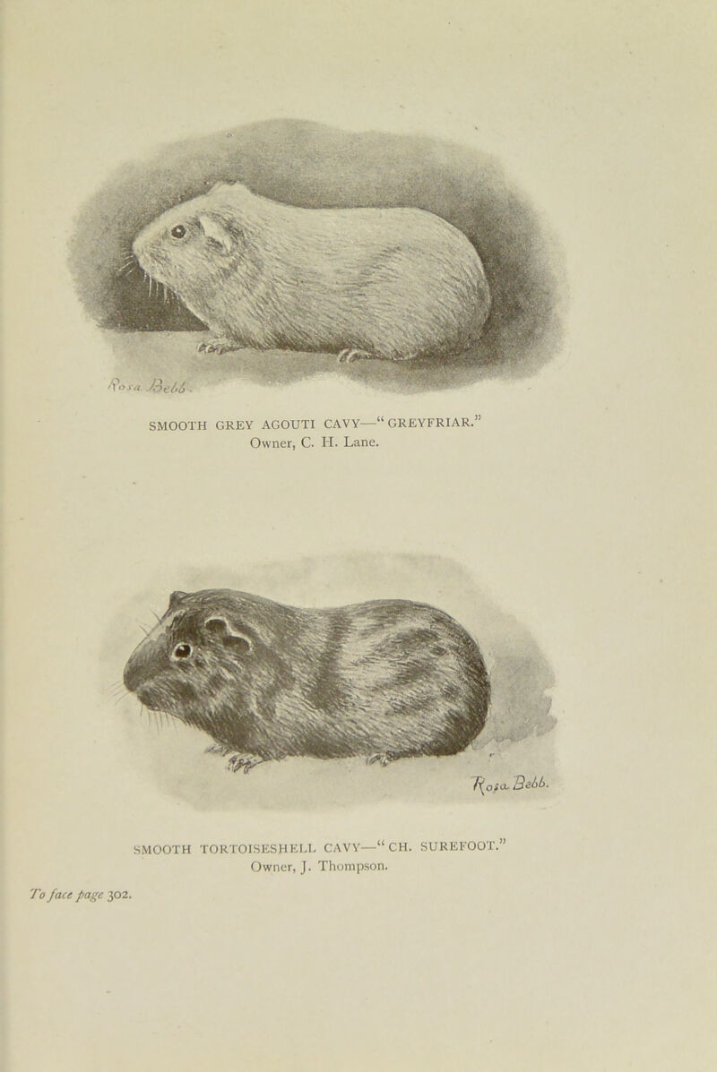 SMOOTH GREY AGOUTI CAVY-—“ GREYFRIAR.’' Owner, C. H. Lane. Tfacu Bdib. SMOOTH TORTOISESHELL CAVY—“ CH. SUREFOOT.” Owner, J. Thompson.