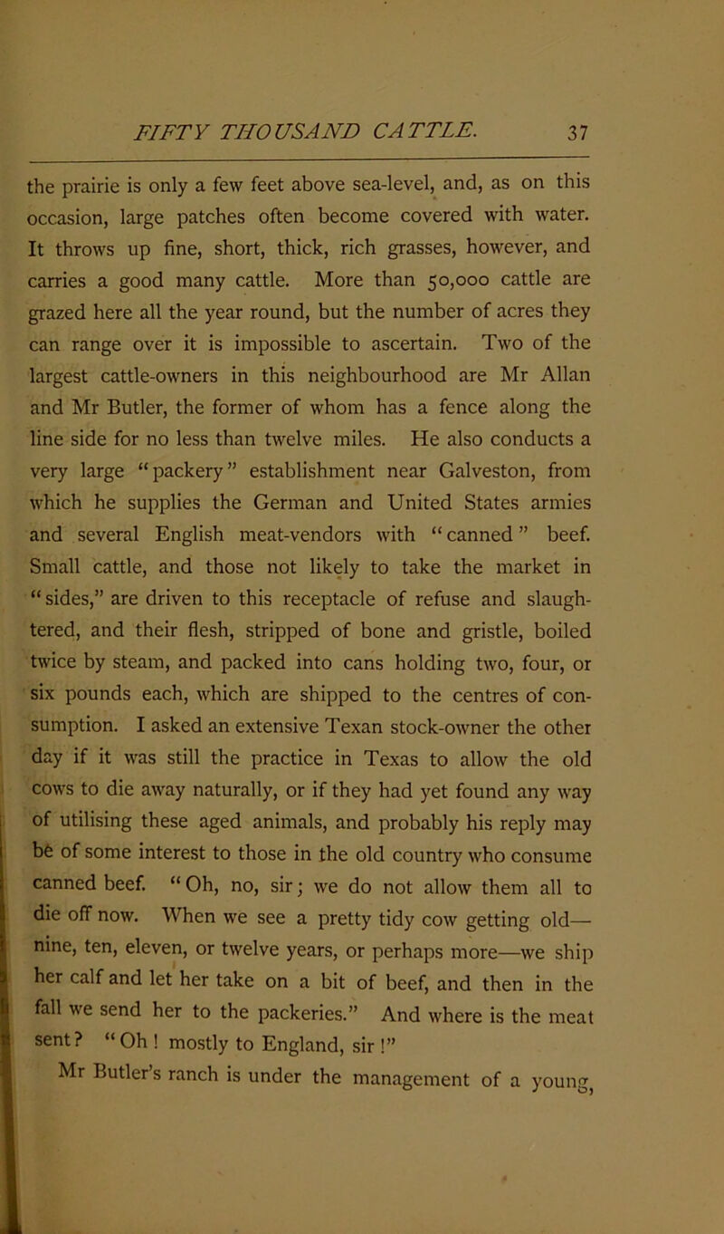 the prairie is only a few feet above sea-level, and, as on this occasion, large patches often become covered with water. It throws up fine, short, thick, rich grasses, however, and carries a good many cattle. More than 50,000 cattle are grazed here all the year round, but the number of acres they can range over it is impossible to ascertain. Two of the largest cattle-owners in this neighbourhood are Mr Allan and Mr Butler, the former of whom has a fence along the line side for no less than twelve miles. He also conducts a very large “packery” establishment near Galveston, from which he supplies the German and United States armies and several English meat-vendors with “ canned ” beef. Small cattle, and those not likely to take the market in “ sides,” are driven to this receptacle of refuse and slaugh- tered, and their flesh, stripped of bone and gristle, boiled twice by steam, and packed into cans holding two, four, or six pounds each, which are shipped to the centres of con- sumption. I asked an extensive Texan stock-owner the other day if it was still the practice in Texas to allow the old cows to die away naturally, or if they had yet found any way of utilising these aged animals, and probably his reply may be of some interest to those in the old country who consume canned beef. “ Oh, no, sir; we do not allow them all to die off now. When we see a pretty tidy cow getting old—- nine, ten, eleven, or twelve years, or perhaps more—we ship her calf and let her take on a bit of beef, and then in the fall we send her to the packeries.” And where is the meat sent? “Oh ! mostly to England, sir !” Mr Butler s ranch is under the management of a young