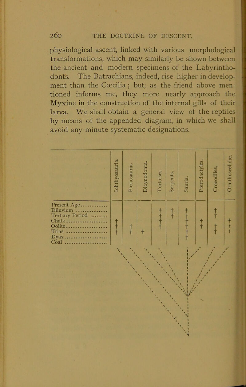 physiological ascent, linked with various morphological transformations, which may similarly be shown between the ancient and modern specimens of the Labyrintho- donts. The Batrachians, indeed, rise higher in develop- ment than the Coecilia; but, as the friend above men- tioned informs me, they more nearly approach the Myxine in the construction of the internal gills of their larva. We shall obtain a general view of the reptiles by means of the appended diagram, in which we shall avoid any minute systematic designations. Ichthyosauria. 1 Plesiosauria. d C O T3 O C >> o s 1 1 Tortoises. Serpents. Sauria. Pterodactyles. Crocodiles. Ornitlioscclidcc, Present Age Diluvium t t t t Tertiary Period t t t t Chalk t t t t t Oolite t t t t t t t Trias t t t t t t Dyas t Coal ' \ • /' \ \ < # / \ \ ^ 1/ / * \ N * 1 / \ \ V \ V 1 ! ’I