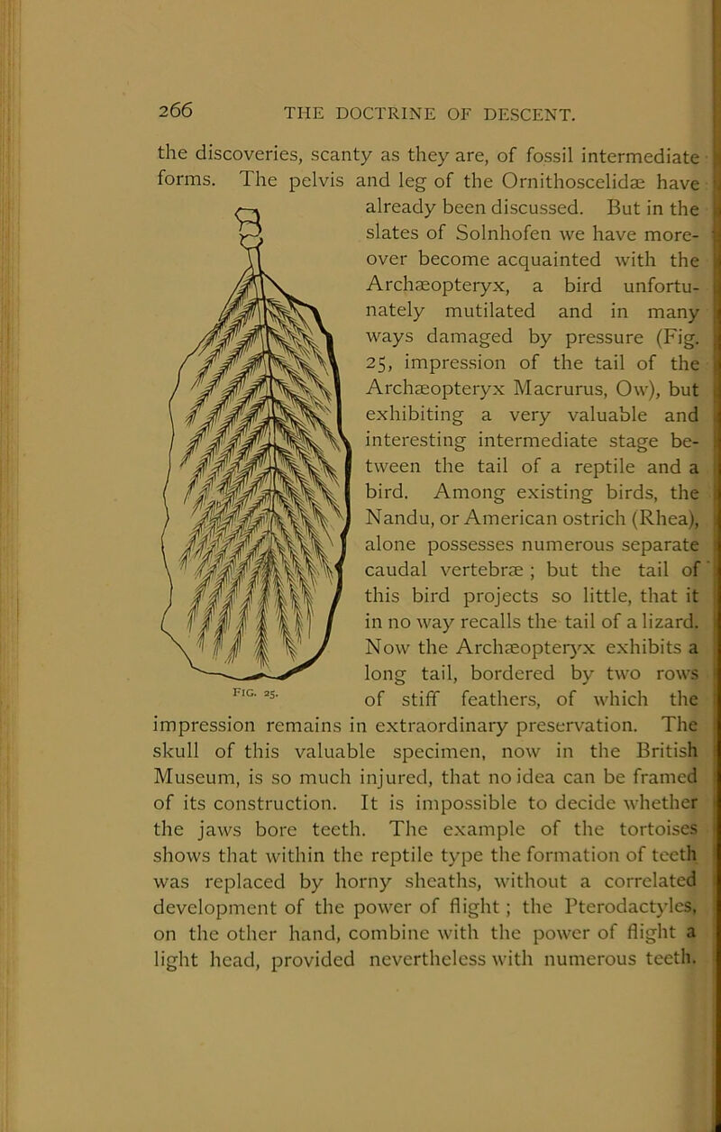 266 THE DOCTRINE OF DESCENT. | ) the discoveries, scanty as they are, of fossil intermediate forms. The pelvis and leg of the Ornithoscelidae have already been discussed. But in the slates of Solnhofen we have more- over become acquainted with the Archaeopteryx, a bird unfortu- nately mutilated and in many ways damaged by pressure (Fig. 25, impression of the tail of the Archaeopteryx Macrurus, Ow), but exhibiting a very valuable and interesting intermediate stage be- tween the tail of a reptile and a bird. Among existing birds, the Nandu, or American ostrich (Rhea), ; alone possesses numerous separate ? caudal vertebrae; but the tail of’s this bird projects so little, that it | in no way recalls the tail of a lizard, j Now the Archaeopteryx exhibits a i long tail, bordered by two rows i of stiff feathers, of which the i impression remains in extraordinary preservation. The i skull of this valuable specimen, now in the British ! Museum, is so much injured, that no idea can be framed I of its construction. It is impossible to decide whether j the jaws bore teeth. The example of the tortoises • shows that within the reptile type the formation of teeth I was replaced by horny sheaths, without a correlated 1 development of the power of flight; the Pterodactylcs. on the other hand, combine with the power of flight a light head, provided nevertheless with numerous teeth. -