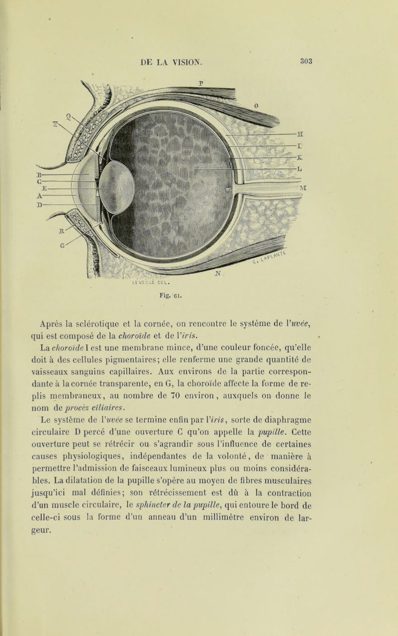 LEVE ’.! L£ CE'. , Fig. CI. Après la sclérotique et la cornée, on rencontre le système de Vuvée, qui est composé de la choroïde et de 17m. LuchoroïdeX est une membrane mince, d’une couleur foncée, qu’elle doit à des cellules pigmentaires; elle renferme une grande quantité de vaisseaux sanguins capillaires. Aux environs de la partie correspon- dante à la cornée transparente, en G, la choroïde affecte la forme de re- plis membraneux, au nombre de 70 environ, auxquels on donne le nom de procès ciliaires. Le système de Vuvée se termine enfin par 17m, sorte de diaphragme circulaire D percé d’une ouverture C qu’on appelle la pupille. Cette ouverture peut se rétrécir ou s’agrandir sous l’influence de certaines causes physiologiques, indépendantes de la volonté, de manière à permettre l’admission de faisceaux lumineux plus ou moins considéra- bles. La dilatation de la pupille s’opère au moyen de fibres musculaires jusqu’ici mal définies; son rétrécissement est dû à la contraction d’un muscle circulaire, le sphincter de la pupille, qui entoure le bord de celle-ci sous la forme d’un anneau d’un millimètre environ de lar- geur.