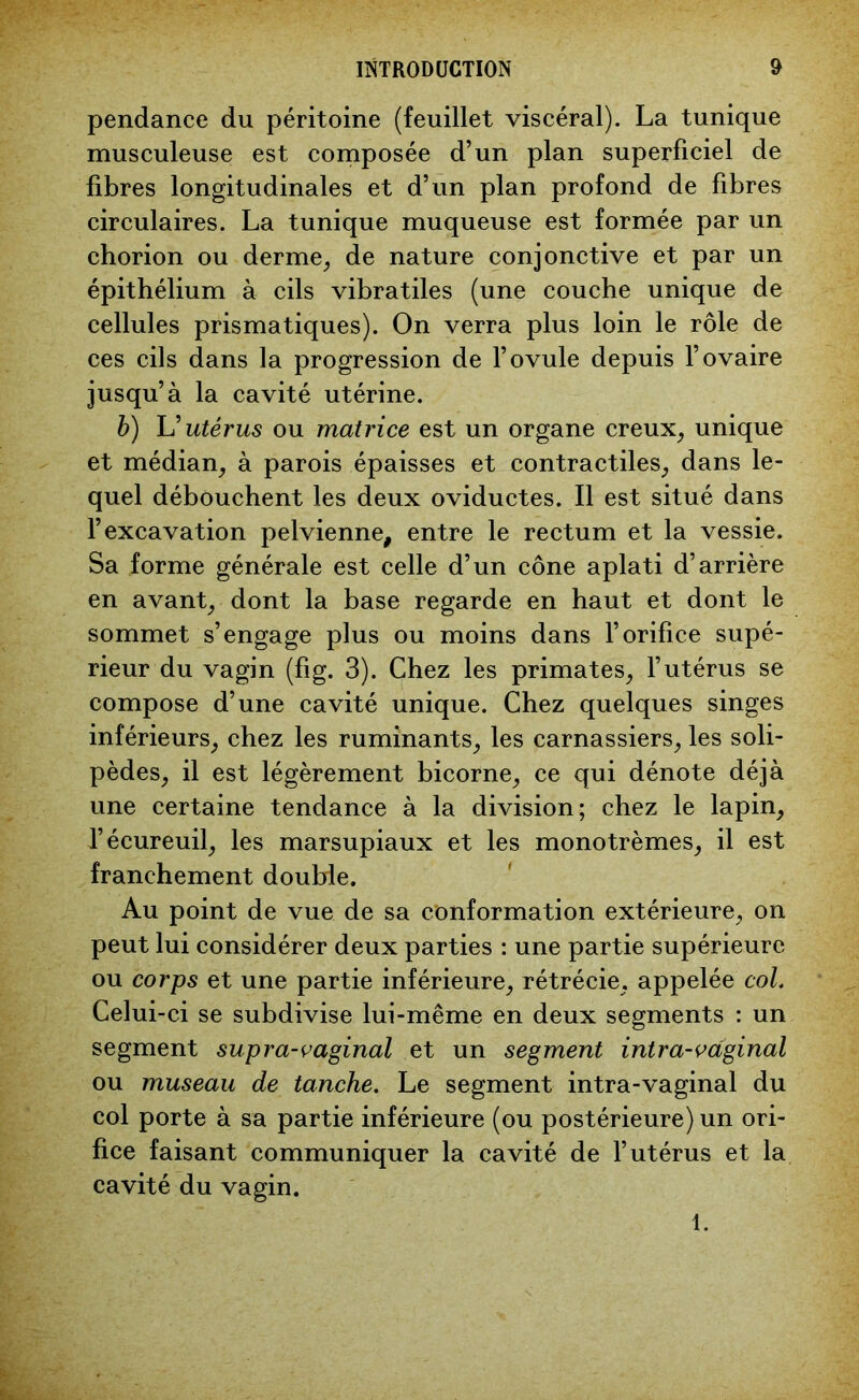 pendance du péritoine (feuillet viscéral). La tunique musculeuse est composée d’un plan superficiel de fibres longitudinales et d’un plan profond de fibres circulaires. La tunique muqueuse est formée par un chorion ou derme, de nature conjonctive et par un épithélium à cils vibratiles (une couche unique de cellules prismatiques). On verra plus loin le rôle de ces cils dans la progression de l’ovule depuis l’ovaire jusqu’à la cavité utérine. b) L'utérus ou matrice est un organe creux, unique et médian, à parois épaisses et contractiles, dans le- quel débouchent les deux oviductes. Il est situé dans l’excavation pelvienne, entre le rectum et la vessie. Sa forme générale est celle d’un cône aplati d’arrière en avant, dont la base regarde en haut et dont le sommet s’engage plus ou moins dans l’orifice supé- rieur du vagin (fig. 3). Chez les primates, l’utérus se compose d’une cavité unique. Chez quelques singes inferieurs, chez les ruminants, les carnassiers, les soli- pèdes, il est légèrement bicorne, ce qui dénote déjà une certaine tendance à la division; chez le lapin, l’écureuil, les marsupiaux et les monotrèmes, il est franchement double. Au point de vue de sa conformation extérieure, on peut lui considérer deux parties : une partie supérieure ou corps et une partie inférieure, rétrécie, appelée col. Celui-ci se subdivise lui-même en deux segments : un segment supra-vaginal et un segment intra-vdginal ou museau de tanche. Le segment intra-vaginal du col porte à sa partie inférieure (ou postérieure) un ori- fice faisant communiquer la cavité de l’utérus et la cavité du vagin. 1.