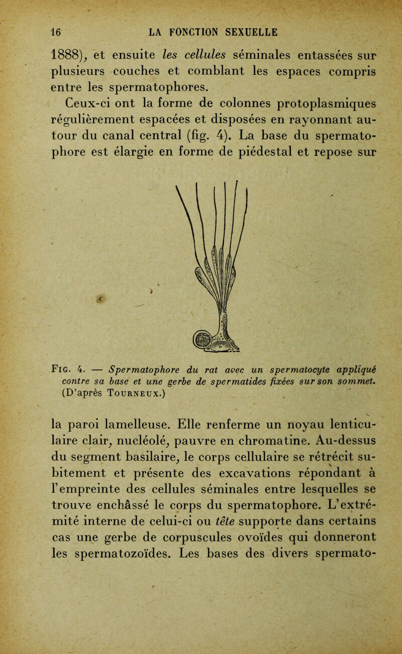 1888), et ensuite les cellules séminales entassées sur plusieurs couches et comblant les espaces compris entre les spermatophores. Ceux-ci ont la forme de colonnes protoplasmiques régulièrement espacées et disposées en rayonnant au- tour du canal central (fîg. 4). La base du spermato- phore est élargie en forme de piédestal et repose sur Fig. 4. — Spermatophore du rat avec un spermatocyte appliqué contre sa base et une gerbe de spermatides fixées sur son sommet. (D’après Tourneux.) la paroi lamelleuse. Elle renferme un noyau lenticu- laire clair, nucléolé, pauvre en chromatine. Au-dessus du segment basilaire, le corps cellulaire se rétrécit su- bitement et présente des excavations répondant à l’empreinte des cellules séminales entre lesquelles se trouve enchâssé le corps du spermatophore. L’extré- mité interne de celui-ci ou tête supporte dans certains cas une gerbe de corpuscules ovoïdes qui donneront les spermatozoïdes. Les bases des divers spermato-