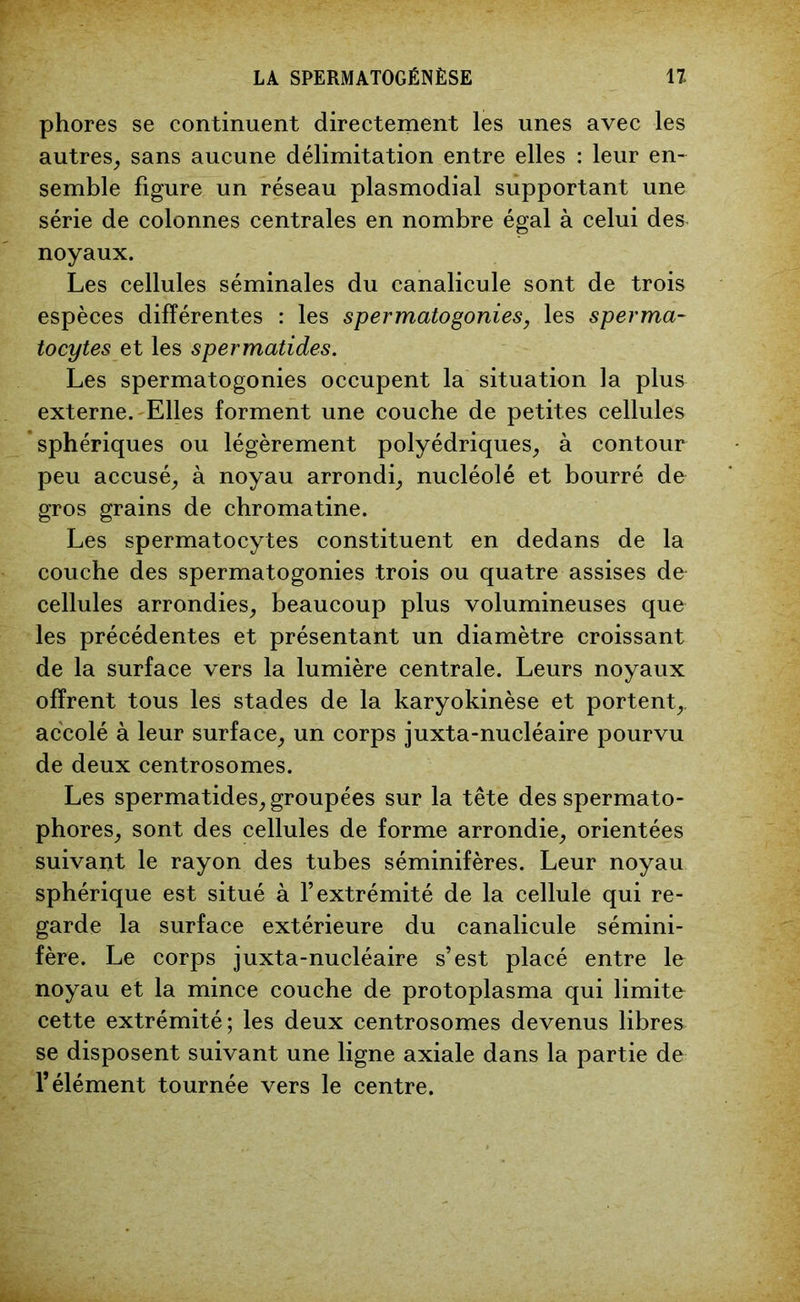 phores se continuent directement les unes avec les autres, sans aucune délimitation entre elles : leur en- semble figure un réseau plasmodial supportant une série de colonnes centrales en nombre égal à celui des noyaux. Les cellules séminales du canalicule sont de trois espèces différentes : les spermatogonies, les sperma- tocytes et les spermatides. Les spermatogonies occupent la situation la plus externe. Elles forment une couche de petites cellules sphériques ou légèrement polyédriques, à contour peu accusé, à noyau arrondi, nucléolé et bourré de gros grains de chromatine. Les spermatocytes constituent en dedans de la couche des spermatogonies trois ou quatre assises de cellules arrondies, beaucoup plus volumineuses que les précédentes et présentant un diamètre croissant de la surface vers la lumière centrale. Leurs noyaux offrent tous les stades de la karyokinèse et portent,, accolé à leur surface, un corps juxta-nucléaire pourvu de deux centrosomes. Les spermatides, groupées sur la tête desspermato- phores, sont des cellules de forme arrondie, orientées suivant le rayon des tubes séminifères. Leur noyau sphérique est situé à l’extrémité de la cellule qui re- garde la surface extérieure du canalicule sémini- fère. Le corps juxta-nucléaire s’est placé entre le noyau et la mince couche de protoplasma qui limite cette extrémité; les deux centrosomes devenus libres se disposent suivant une ligne axiale dans la partie de l’élément tournée vers le centre.