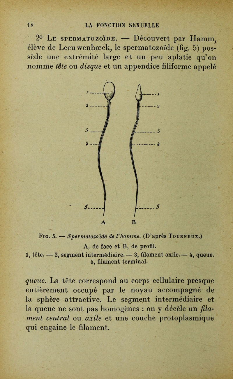 2° Le spermatozoïde. — Découvert par Hamm; élève de Leeuwenhœck, le spermatozoïde (fig. 5) pos- sède une extrémité large et un peu aplatie qu’on nomme tête ou disque et un appendice filiforme appelé Fig. 5. — Spermatozoïde de Vhomme. (D’après Tourneux.) A, de face et B, de profil. 1, tête. — 2, segment intermédiaire.— 3, filament axile.— 4, queue. 5, filament terminal. queue. La tête correspond au corps cellulaire presque entièrement occupé par le noyau accompagné de la sphère attractive. Le segment intermédiaire et la queue ne sont pas homogènes : on y décèle un fila- ment central ou axile et une couche protoplasmique qui engaine le filament.