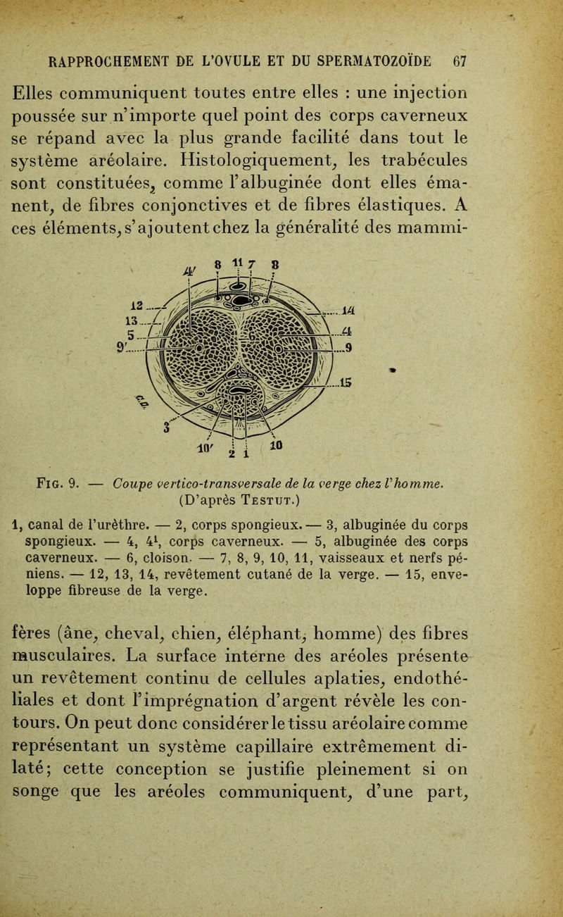 Elles communiquent toutes entre elles : une injection poussée sur n’importe quel point des corps caverneux se répand avec la plus grande facilité dans tout le système aréolaire. Histologiquement, les trabécules sont constituées^ comme l’albuginée dont elles éma- nent, de fibres conjonctives et de libres élastiques. A ces éléments, s’ajoutent chez la généralité des mammi- Fig. 9. — Coupe vertico-transversale de la verge chez Vhomme. (D’après Testut.) 1, canal de l’urèthre. — 2, corps spongieux. — 3, albuginée du corps spongieux. — 4, 41, corps caverneux. — 5, albuginée des corps caverneux. — 6, cloison. — 7, 8, 9, 10, 11, vaisseaux et nerfs pé- niens. — 12, 13, 14, revêtement cutané de la verge. — 15, enve- loppe fibreuse de la verge. fères (âne, cheval, chien, éléphant, homme) des fibres musculaires. La surface interne des aréoles présente un revêtement continu de cellules aplaties, endothé- liales et dont l’imprégnation d’argent révèle les con- tours. On peut donc considérer le tissu aréolaire comme représentant un système capillaire extrêmement di- laté; cette conception se justifie pleinement si on songe que les aréoles communiquent, d’une part.