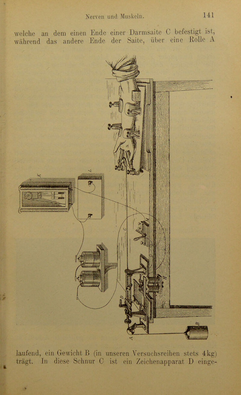 welche an dem einen Ende einer Darmsaite C befestigt ist, während das andere Ende der Saite, über eine Rolle A laufend, ein Gewicht B (in unseren Versuchsreihen stets 4kg) trägt. In diese Schnur C ist ein Zeichenapparat D einge- >