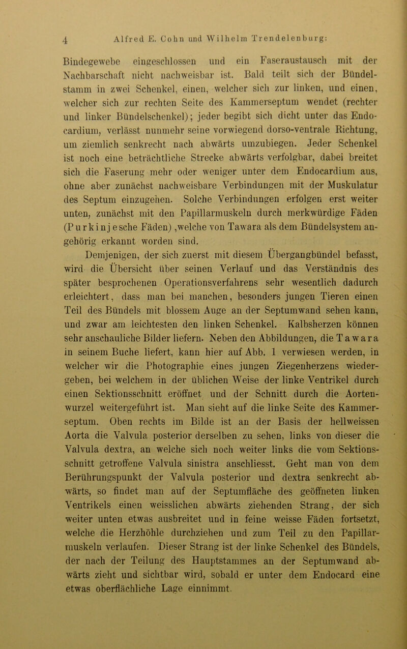 Bindegewebe eingeschlossen und ein Faseraustausch mit der Nachbarschaft nicht nachweisbar ist. Bald teilt sich der Bündel- stamm in zwei Schenkel, einen, welcher sich zur linken, und einen, welcher sich zur rechten Seite des Kammerseptum wendet (rechter und linker Bündelschenkel); jeder begibt sich dicht unter das Endo- cardium, verlässt nunmehr seine vorwiegend dorso-ventrale Richtung, um ziemlich senkrecht nach abwärts umzubiegen. Jeder Schenkel ist noch eine beträchtliche Strecke abwärts verfolgbar, dabei breitet sich die Faserung mehr oder weniger unter dem Endocardium aus, ohne aber zunächst nachweisbare Verbindungen mit der Muskulatur des Septum einzugehen. Solche Verbindungen erfolgen erst weiter unten, zunächst mit den Papillarmuskeln durch merkwürdige Fäden (Purkinj esche Fäden),welche von Tawara als dem Bündelsystem an- gehörig erkannt worden sind. Demjenigen, der sich zuerst mit diesem Übergangbündel befasst, wird die Übersicht über seinen Verlauf und das Verständnis des später besprochenen Operationsverfahrens sehr wesentlich dadurch erleichtert, dass man bei manchen, besonders jungen Tieren einen Teil des Bündels mit blossem Auge an der Septumwand sehen kann, und zwar am leichtesten den linken Schenkel. Kalbsherzen können sehr anschauliche Bilder liefern. Neben den Abbildungen, die T a w a r a in seinem Buche liefert, kann hier auf Abb. 1 verwiesen werden, in welcher wir die Photographie eines jungen Ziegenherzens wieder- geben, bei welchem in der üblichen Weise der linke Ventrikel durch einen Sektionsschnitt eröffnet und der Schnitt durch die Aorten- wurzel weitergeführt ist. Man sieht auf die linke Seite des Kammer- septum. Oben rechts im Bilde ist an der Basis der hellweissen Aorta die Valvula posterior derselben zu sehen, links von dieser die Valvula dextra, an weiche sich noch weiter links die vom Sektions- schnitt getroffene Valvula sinistra anschliesst. Geht man von dem Berührungspunkt der Valvula posterior und dextra senkrecht ab- wärts, so findet man auf der Septumfläche des geöffneten linken Ventrikels einen weissliehen abwärts ziehenden Strang, der sich weiter unten etwas ausbreitet und in feine weisse Fäden fortsetzt, welche die Herzhöhle durchziehen und zum Teil zu den Papillar- muskeln verlaufen. Dieser Strang ist der linke Schenkel des Bündels, der nach der Teilung des Hauptstammes an der Septumwand ab- wärts zieht und sichtbar wird, sobald er unter dem Endocard eine etwas oberflächliche Lage einnimmt.