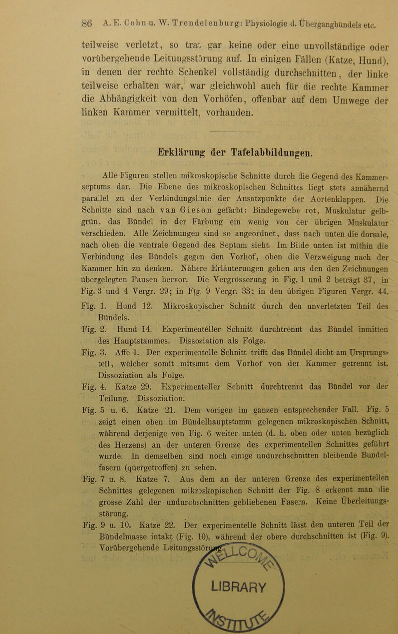 teilweise verletzt, so trat gar keine oder eine unvollständige oder vorübergehende Leitungsstörung auf. In einigen Fällen (Katze, Hund), in denen der rechte Schenkel vollständig durchschnitten, der linke teilweise erhalten war, war gleichwohl auch für die rechte Kammer die Abhängigkeit von den Vorhöfen, offenbar auf dem Umwege der linken Kammer vermittelt, vorhanden. Erklärung der Tafelahbildüngen. Alle Figuren stellen mikroskopische Schnitte durch die Gegend des Kammer- septums dar. Die Ebene des mikroskopischen Schnittes liegt stets annähernd parallel zu der Verbindungslinie der Ansatzpunkte der Aortenklappen. Die Schnitte sind nach van Gieson gefärbt: Bindegewebe rot, Muskulatur gelb- grün, das Bündel in der Färbung ein wenig von der übrigen Muskulatur verschieden. Alle Zeichnungen sind so angeordnet, dass nach unten die dorsale, nach oben die ventrale Gegend des Septum sieht. Im Bilde unten ist mithin die Verbindung des Bündels gegen den Vorhof, oben die Verzweigung nach der Kammer hin zu denken. Nähere Erläuterungen gehen aus den den Zeichnungen übergelegten Pausen hervor. Die Vergrösserung in Fig. 1 und 2 beträgt 37, in Fig. 3 und 4 Vergr. 29; in Fig. 9 Vergr. 33; in den übrigen Figuren Vergr. 44. Fig. 1. Hund 12. Mikroskopischer Schnitt durch den unverletzten Teil des Bündels. Fig. 2. Hund 14. Experimenteller Schnitt durchtrennt das Bündel inmitten des Hauptstammes. Dissoziation als Folge. Fig. 3. Affe 1. Der experimentelle Schnitt trifft das Bündel dicht am Ursprungs- teil, welcher somit mitsamt dem Vorhof von der Kammer getrennt ist. Dissoziation als Folge. Fig. 4. Katze 29. Experimenteller Schnitt durchtrennt das Bündel vor der Teilung. Dissoziation. Fig. 5 u. 6. Katze 21. Dem vorigen im ganzen entsprechender Fall. Fig. 5 zeigt einen oben im Bündelhauptstamm gelegenen mikroskopischen Schnitt, während derjenige von Fig. 6 weiter unten (d. h. oben oder unten bezüglich des Herzens) an der unteren Grenze des experimentellen Schnittes geführt wui’de. In demselben sind noch einige undurchschnitten bleibende Bündel- fasern (quergetroffen) zu sehen. Fig. 7 u. 8. Katze 7. Aus dem an der unteren Grenze des experimentellen Schnittes gelegenen mikroskopischen Schnitt der Fig. 8 erkennt man die grosse Zahl der undurchschnitten gebliebenen Fasern. Keine Überleitungs- störung. Fig. 9 u. 10. Katze 22. Der experimentelle Schnitt lässt den unteren Teil der Bündelmasse intakt (Fig. 10), während der obere durchschnitten ist (Fig. 9). Vorübergehende Leitungsstör