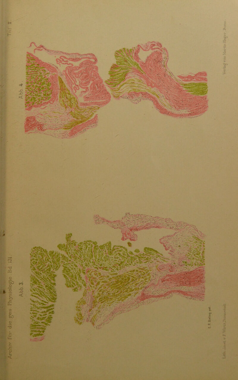 Archiv für die ges . Physiologie . Bd . 131. LitK.Anst.v.F.\Viinzf)£«in.startl Verlag' von Martin Hagel .Bonn