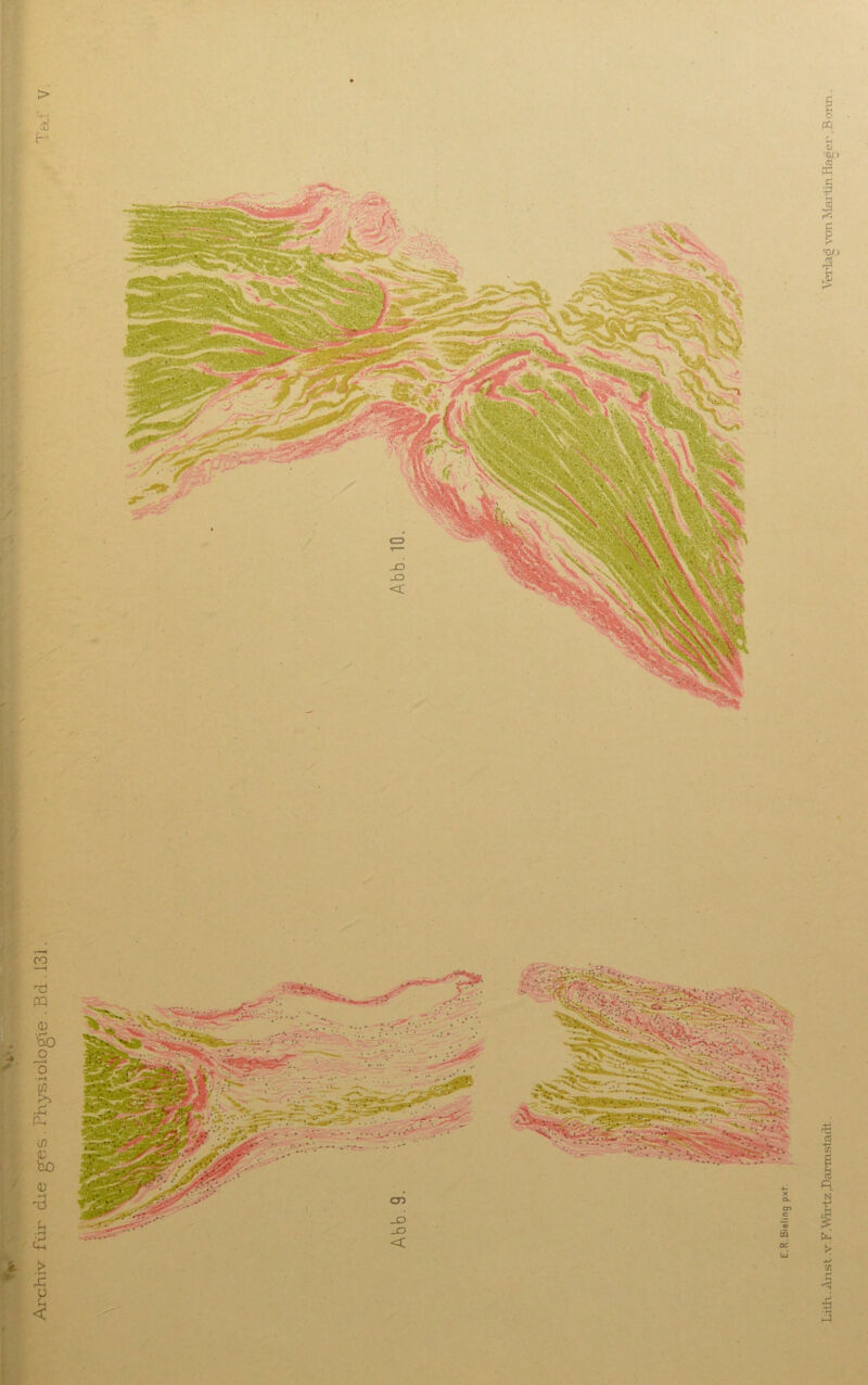 Archiv für die g'es . Physiologie . Bd 131. Lith.. Anst .v.F.Wii-lz Jüarmstadt. Verlag von Mai ün Hager B onn