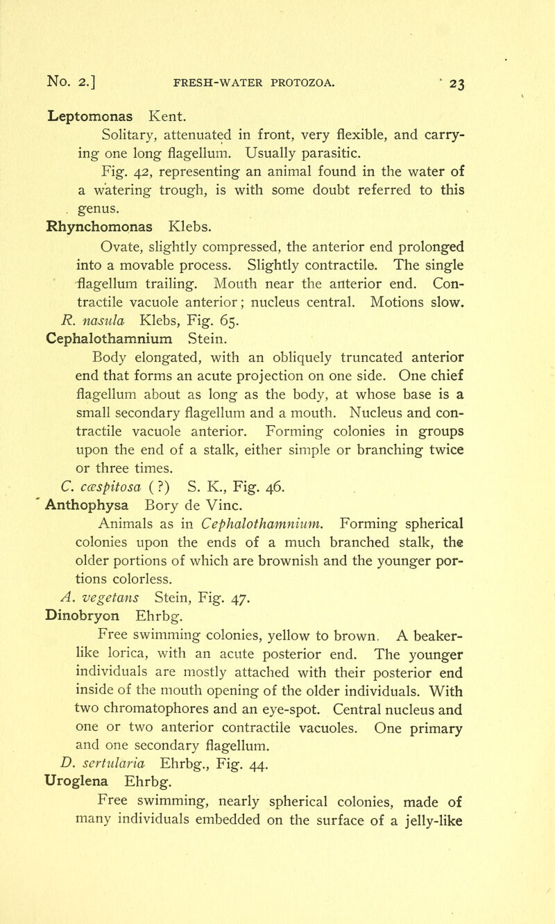 Leptomonas Kent. Solitary, attenuated in front, very flexible, and carry- ing one long flagellum. Usually parasitic. Fig. 42, representing an animal found in the water of a watering trough, is with some doubt referred to this . genus. Rhynchomonas Klebs. Ovate, slightly compressed, the anterior end prolonged into a movable process. Slightly contractile. The single flagellum trailing. Mouth near the anterior end. Con- tractile vacuole anterior; nucleus central. Motions slow. R. nasula Klebs, Fig. 65. Cephalothamnium .Stein. Body elongated, with an obliquely truncated anterior end that forms an acute projection on one side. One chief flagellum about as long as the body, at whose base is a small secondary flagellum and a mouth. Nucleus and con- tractile vacuole anterior. Forming colonies in groups upon the end of a stalk, either simple or branching twice or three times. C. ccespitosa (?) S. K., Fig. 46. * Anthophysa Bory de Vine. Animals as in Cephalothamnium. Forming spherical colonies upon the ends of a much branched stalk, the older portions of which are brownish and the younger por- tions colorless. A. vegetans Stein, Fig. 47. Dinobryon Ehrbg. Free swimming colonies, yellow to brown. A beaker- like lorica, with an acute posterior end. The younger individuals are mostly attached with their posterior end inside of the mouth opening of the older individuals. With two chromatophores and an eye-spot. Central nucleus and one or two anterior contractile vacuoles. One primary and one secondary flagellum. D. sertularia Ehrbg., Fig. 44. Uroglena Ehrbg. Free swimming, nearly spherical colonies, made of many individuals embedded on the surface of a jelly-like