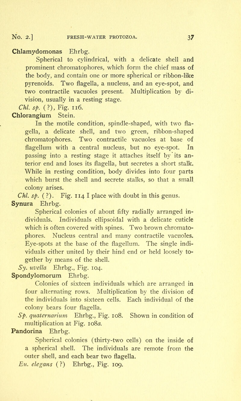 Chlamydomonas Ehrbg. Spherical to cylindrical, with a delicate shell and prominent chromatophores, which form the chief mass of the body, and contain one or more spherical or ribbon-like pyrenoids. Two flagella, a nucleus, and an eye-spot, and two contractile vacuoles present. Multiplication by di- vision, usually in a resting stage. Chi. sp. (?), Fig. 116. Chlorangium Stein. In the motile condition, spindle-shaped, with two fla- gella, a delicate shell, and two green, ribbon-shaped chromatophores. Two contractile vacuoles at base of flagellum with a central nucleus, but no eve-spot. In passing into a resting stage it attaches itself by its an- terior end and loses its flagella, but secretes a short stalk. While in resting condition, body divides into four parts which burst the shell and secrete stalks, so that a small colony arises. Chi. sp. ( ?). Fig. 114 I place with doubt in this genus. Synura Ehrbg. Spherical colonies of about fifty radially arranged in- dividuals. Individuals ellipsoidal with a delicate cuticle which is often covered with spines. Two brown chromato- phores. Nucleus central and many contractile vacuoles. Eye-spots at the base of the flagellum. The single indi- viduals either united by their hind end or held loosely to- gether by means of the shell. Sy. uvella Ehrbg., Fig. 104. Spondylomorum Ehrbg. Colonies of sixteen individuals which are arranged in four alternating rows. Multiplication by the division of the individuals into sixteen cells. Each individual of the colony bears four flagella. Sp. quaternarium Ehrbg., Fig. 108. Shown in condition of multiplication at Fig. 10805. Pandorina Ehrbg. Spherical colonies (thirty-two cells) on the inside of a spherical shell. The individuals are remote from the outer shell, and each bear two flagella. Eu. elegans (?) Ehrbg., Fig. 109.