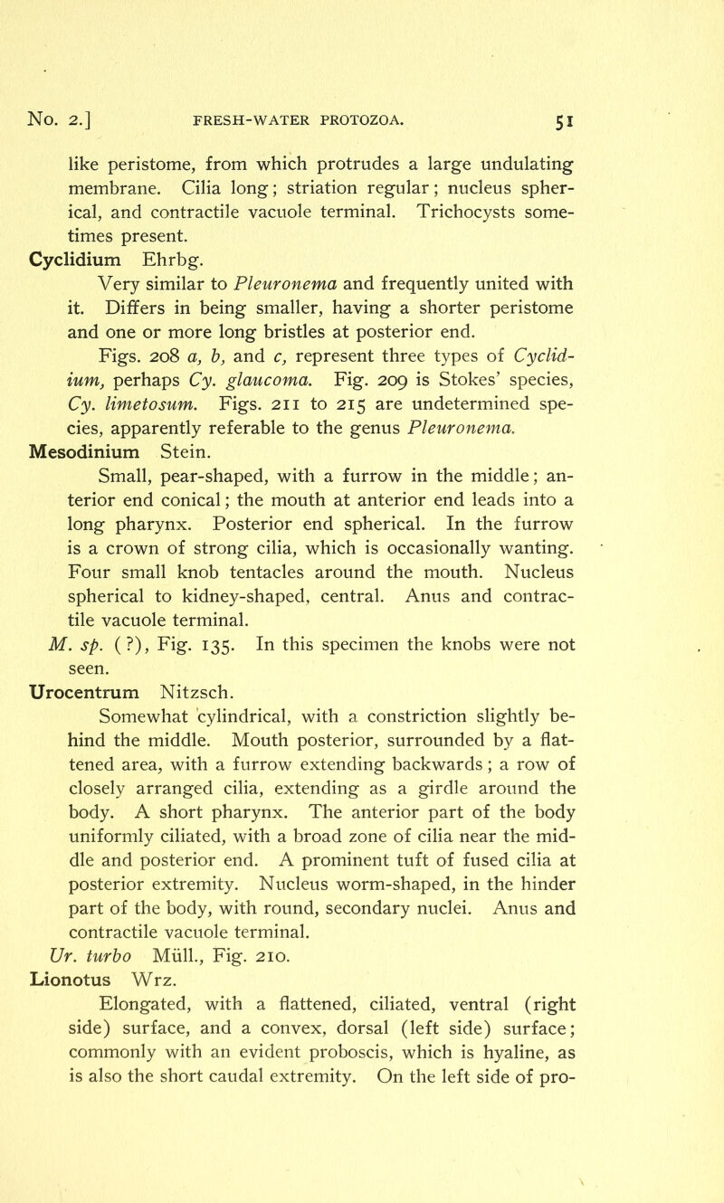 like peristome, from which protrudes a large undulating membrane. Cilia long; striation regular; nucleus spher- ical, and contractile vacuole terminal. Trichocysts some- times present. Cyclidium Ehrbg. Very similar to Pleuronema and frequently united with it. Differs in being smaller, having a shorter peristome and one or more long bristles at posterior end. Figs. 208 a, b, and c, represent three types of Cyclid- ium, perhaps Cy. glaucoma. Fig. 209 is Stokes’ species, Cy. limetosum. Figs. 211 to 215 are undetermined spe- cies, apparently referable to the genus Pleuronema. Mesodinium Stein. Small, pear-shaped, with a furrow in the middle; an- terior end conical; the mouth at anterior end leads into a long pharynx. Posterior end spherical. In the furrow is a crown of strong cilia, which is occasionally wanting. Four small knob tentacles around the mouth. Nucleus spherical to kidney-shaped, central. Anus and contrac- tile vacuole terminal. M. sp. (?), Fig. 135. In this specimen the knobs were not seen. Urocentrum Nitzsch. Somewhat cylindrical, with a constriction slightly be- hind the middle. Mouth posterior, surrounded by a flat- tened area, with a furrow extending backwards; a row of closely arranged cilia, extending as a girdle around the body. A short pharynx. The anterior part of the body uniformly ciliated, with a broad zone of cilia near the mid- dle and posterior end. A prominent tuft of fused cilia at posterior extremity. Nucleus worm-shaped, in the hinder part of the body, with round, secondary nuclei. Anus and contractile vacuole terminal. Ur. turbo Mull., Fig. 210. Lionotus Wrz. Elongated, with a flattened, ciliated, ventral (right side) surface, and a convex, dorsal (left side) surface; commonly with an evident proboscis, which is hyaline, as is also the short caudal extremity. On the left side of pro-