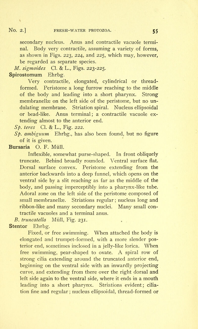 secondary nucleus. Anus and contractile vacuole termi- nal. Body very contractile, assuming a variety of forms, as shown in Figs. 223, 224, and 225, which may, however, be regarded as separate species. M. sigmoides Cl. & L., Figs. 223-225. Spirostomum Ehrbg. Very contractile, elongated, cylindrical or thread- formed. Peristome a long furrow reaching to the middle of the body and leading into a short pharynx. Strong membraneltae on the left side of the peristome, but no un- dulating membrane. Striation spiral. Nucleus ellipsoidal or bead-like. Anus terminal; a contractile vacuole ex- tending almost to the anterior end. Sp. teres Cl. & L., Fig. 222. Sp. ambigmim Ehrbg., has also been found, but no figure of it is given. Bursaria O. F. Mull. Inflexible, somewhat purse-shaped. In front obliquely truncate. Behind broadly rounded. Ventral surface flat. Dorsal surface convex. Peristome extending from the anterior backwards into a deep funnel, which opens on the ventral side by a slit reaching as far as the middle of the body, and passing imperceptibly into a pharynx-like tube. Adoral zone on the left side of the peristome composed of small membranelbe. Striations regular; nucleus long and ribbon-like and many secondary nuclei. Many small con- tractile vacuoles and a terminal anus. B. truncateila Mull, Fig. 231. Stentor Ehrbg. Fixed, or free swimming. When attached the body is elongated and trumpet-formed, with a more slender pos- terior end, sometimes inclosed in a jelly-like lorica. When free swimming, pear-shaped to ovate. A spiral row of strong cilia extending around the truncated anterior end, beginning on the ventral side with an inwardly projecting curve, and extending from there over the right dorsal and left side again to the ventral side, where it ends in a mouth leading into a short pharynx. Striations evident; cilia- tion fine and regular; nucleus ellipsoidal, thread-formed or