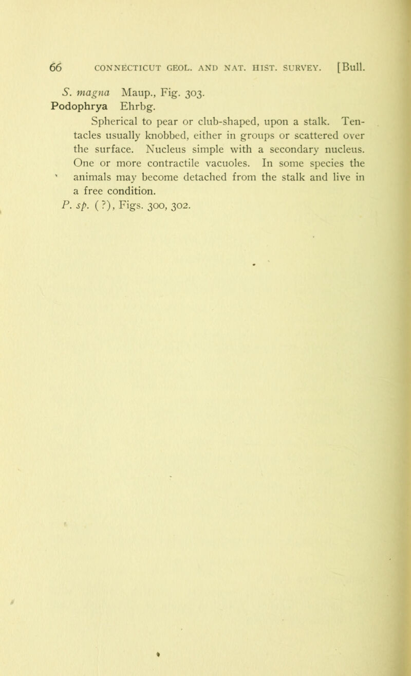 S. magna Maup., Fig. 303. Podophrya Ehrbg. Spherical to pear or club-shaped, upon a stalk. Ten- tacles usually knobbed, either in groups or scattered over the surface. Nucleus simple with a secondary nucleus. One or more contractile vacuoles. In some species the ' animals may become detached from the stalk and live in a free condition.