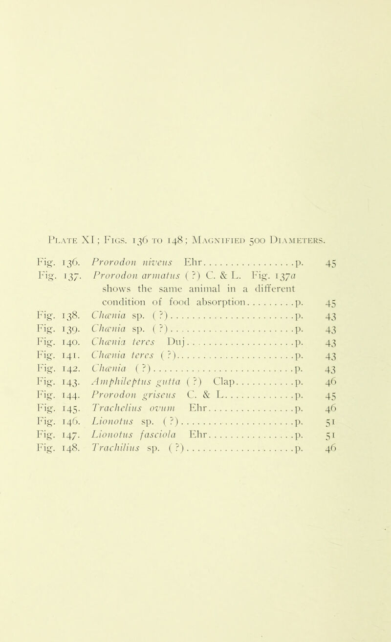 Fig. 136. Prorodon niveus Ehr p. 45 Fig. 137. Prorodon armatus (?) C. & L. Fig. 137a shows the same animal in a different condition of food absorption p. 45 Fig. 138. Chccnia sp. ( ?) p. 43 Fig. 139. Chccnia sp. ( ?) p. 43 Fig. 140. Chccnia teres Duj p. 43 Fig. 141. Chccnia teres (?) p. 43 Fig. 142. Chccnia (?) p. 43 Fig. 143. Amphileptns gutta (?) Clap p. 46 Fig. 144. Prorodon griseus C. & L p. 45 Fig. 145. Trachelitis ovum Ehr p. 46 Fig. 146. Lionotus sp. ( ?) p. 51 Fig. 147. Lionotus fasciola Ehr p. 51