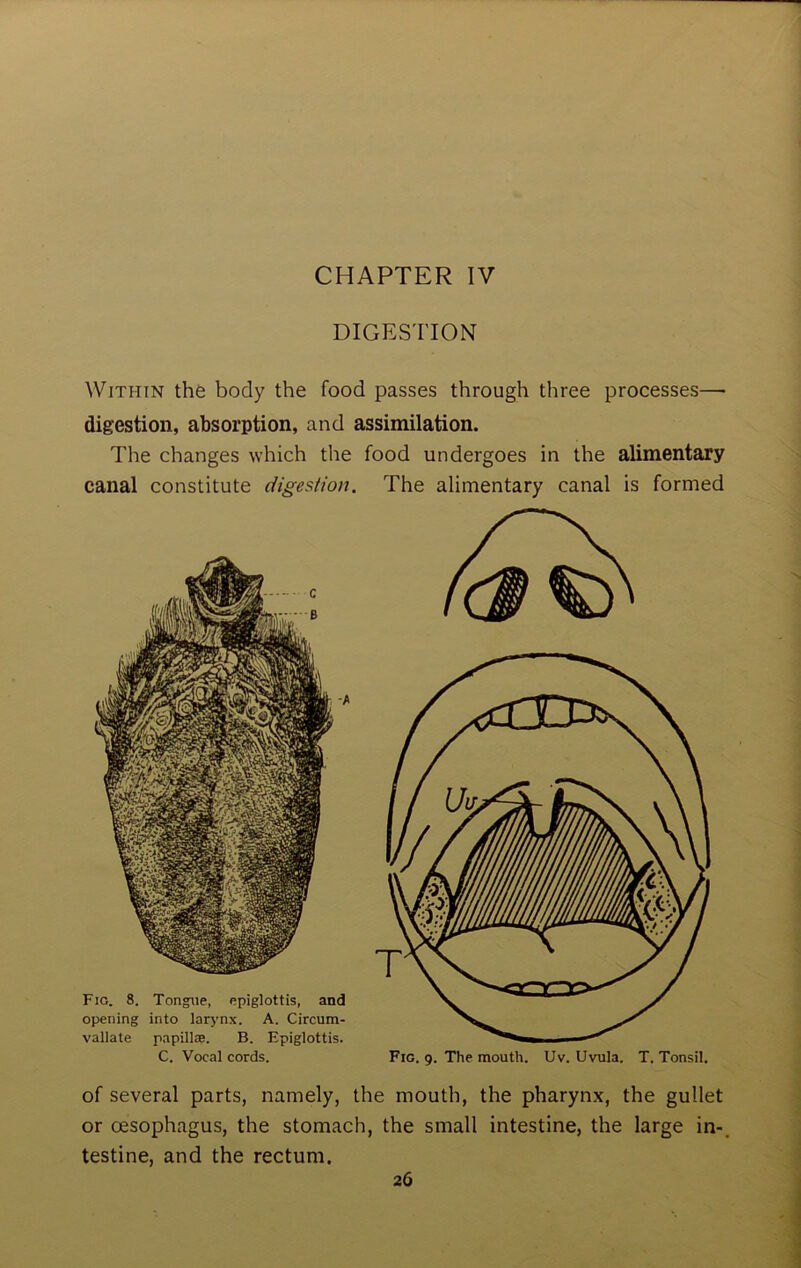 CHAPTER IV DIGESTION Within the body the food passes through three processes— digestion, absorption, and assimilation. The changes which the food undergoes in the alimentary canal constitute digestion. The alimentary canal is formed C. Vocal cords. Fig. 9. The mouth. Uv. Uvula. T. Tonsil. of several parts, namely, the mouth, the pharynx, the gullet or oesophagus, the stomach, the small intestine, the large in-, testine, and the rectum.