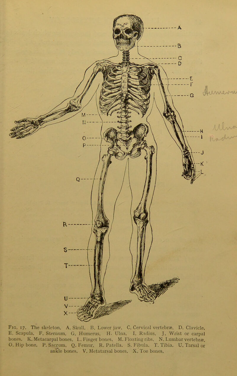 --A Fig. 17. The skeleton. A. Skull. B. Lower jaw. C. Cervical vertebrae. D. Clavicle. E. Scapula. F. Sternum. G. Humerus. H. Ulna. I. Radius. J. Wrist or carpal bones. K. Metacarpal bones. L.. Finger bones. M. Floating ribs. N. Lumbar vertebras. O. Hip bone. P. Sacrum. Q. Femur. R. Patella. S. Fibula. T. Tibia. U. Tarsal or ankle bones. V. Metatarsal bones. X. Toe bones.