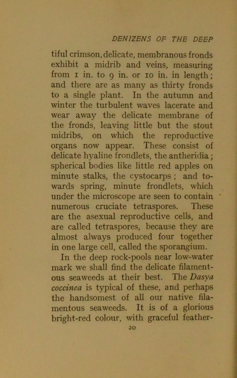 tiful crimson, delicate, membranous fronds exhibit a midrib and veins, measuring from i in. to 9 in. or 10 in. in length; and there are as many as thirty fronds to a single plant. In the autumn and winter the turbulent waves lacerate and wear away the delicate membrane of the fronds, leaving little but the stout midribs, on which the reproductive organs now appear. These consist of delicate hyaline frondlets, the antheridia; spherical bodies like little red apples on minute stalks, the cystocarps ; and to- wards spring, minute frondlets, which under the microscope are seen to contain ' numerous cruciate tetraspores. These are the asexual reproductive cells, and are called tetraspores, because they are almost always produced four together in one large cell, called the sporangium. In the deep rock-pools near low-water mark we shall find the delicate filament- ous seaweeds at their best. The Dasya coccinea is typical of these, and perhaps the handsomest of all our native fila- mentous seaweeds. It is of a glorious bright-red colour, with graceful feather-