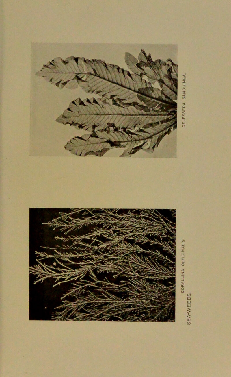 CORALLINA OFFICINALIS. DELESSERA SANGUINEA.