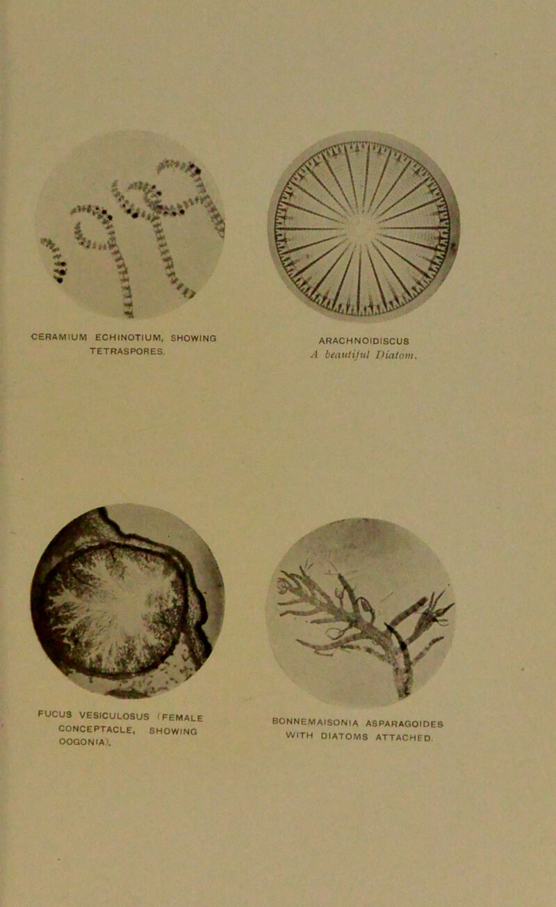 to CERAMIUM ECHINOTIUM, SHOWING TETRASPORES. ARACHNOIDISCUS A beautiful Diatom. FUCU3 VESICULOSU9 (FEMALE CONCEPTACLE, SHOWING OOGONIA). BONNEMAISONIA ASPARAGOIDES WITH OIATOMS ATTACHED.