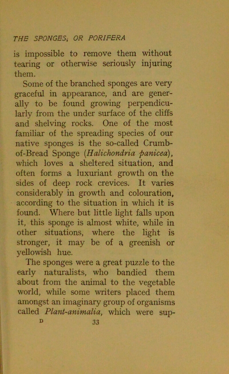 is impossible to remove them without tearing or otherwise seriously injuring them. Some of the branched sponges are very graceful in appearance, and are gener- ally to be found growing perpendicu- larly from the under surface of the cliffs and shelving rocks. One of the most familiar of the spreading species of our native sponges is the so-called Crumb- of-Bread Sponge (Halichondria panicea), which loves a sheltered situation, and often forms a luxuriant growth on the sides of deep rock crevices. It varies considerably in growth and colouration, according to the situation in which it is found. Where but little light falls upon it, this sponge is almost white, while in other situations, where the light is stronger, it may be of a greenish or yellowish hue. The sponges were a great puzzle to the early naturalists, who bandied them about from the animal to the vegetable world, while some writers placed them amongst an imaginary group of organisms called Plant-animalia, which were sup-