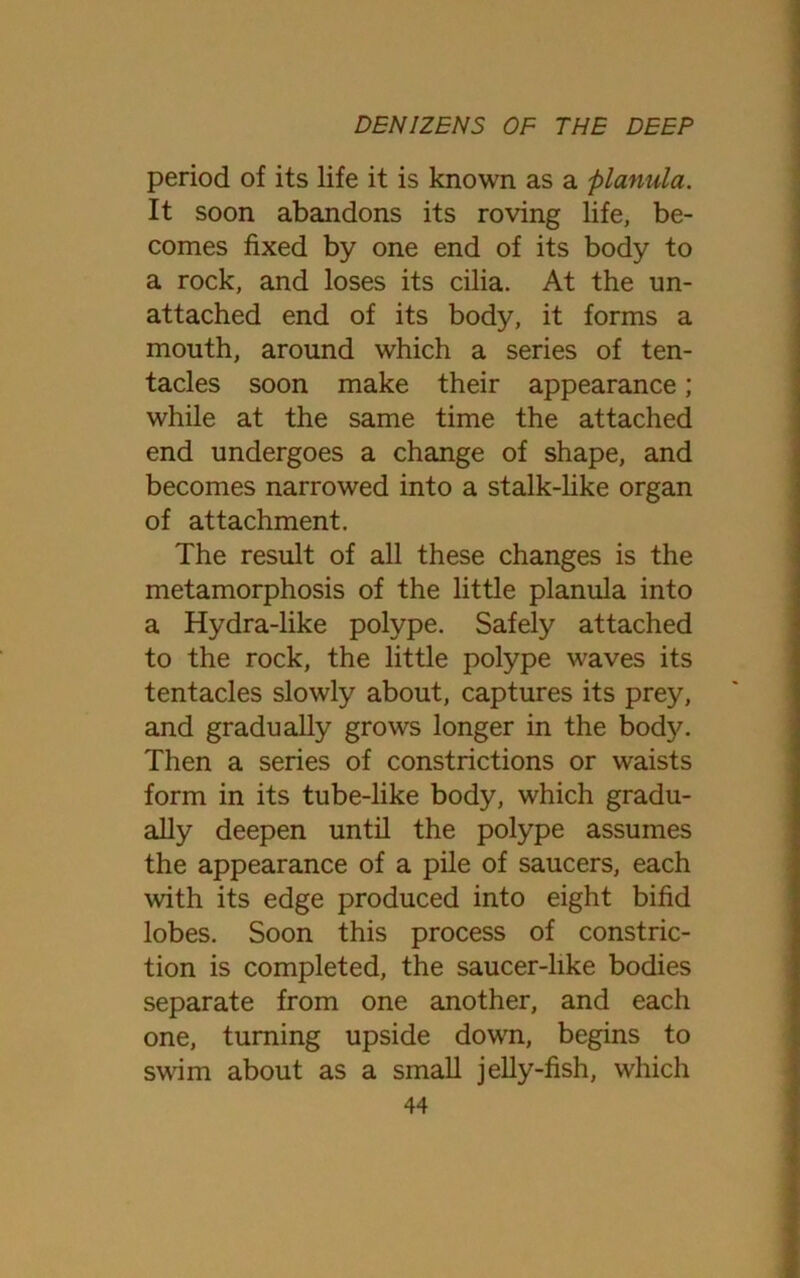 period of its life it is known as a filanula. It soon abandons its roving life, be- comes fixed by one end of its body to a rock, and loses its cilia. At the un- attached end of its body, it forms a mouth, around which a series of ten- tacles soon make their appearance; while at the same time the attached end undergoes a change of shape, and becomes narrowed into a stalk-like organ of attachment. The result of all these changes is the metamorphosis of the little planula into a Hydra-like polype. Safely attached to the rock, the little polype waves its tentacles slowly about, captures its prey, and gradually grows longer in the body. Then a series of constrictions or waists form in its tube-like body, which gradu- ally deepen until the polype assumes the appearance of a pile of saucers, each with its edge produced into eight bifid lobes. Soon this process of constric- tion is completed, the saucer-like bodies separate from one another, and each one, turning upside down, begins to swim about as a small jelly-fish, which