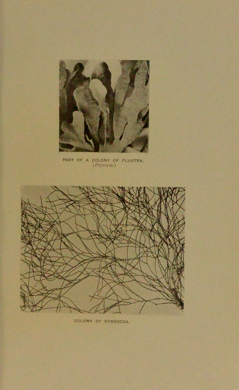 PART OF A COLONY OF FLUSTRA. (Hryosoa.) COLONY OF HYDROZOA.