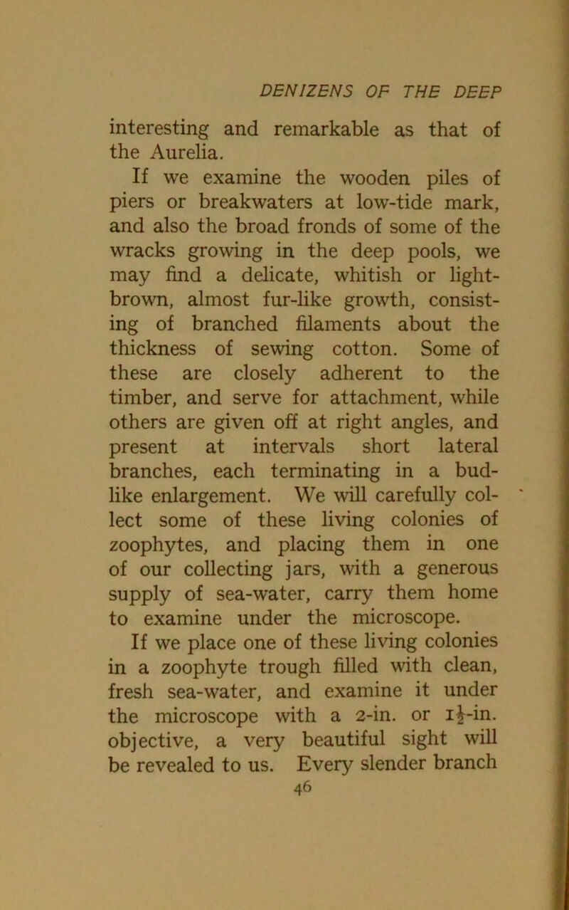 interesting and remarkable as that of the Aurelia. If we examine the wooden piles of piers or breakwaters at low-tide mark, and also the broad fronds of some of the wracks growing in the deep pools, we may find a delicate, whitish or light- brown, almost fur-like growth, consist- ing of branched filaments about the thickness of sewing cotton. Some of these are closely adherent to the timber, and serve for attachment, while others are given off at right angles, and present at intervals short lateral branches, each terminating in a bud- like enlargement. We will carefully col- lect some of these living colonies of zoophytes, and placing them in one of our collecting jars, with a generous supply of sea-water, carry them home to examine under the microscope. If we place one of these living colonies in a zoophyte trough filled with clean, fresh sea-water, and examine it under the microscope with a 2-in. or i£-in. objective, a very beautiful sight will be revealed to us. Every slender branch