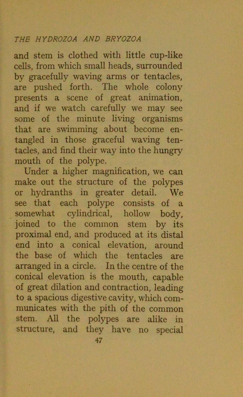 and stem is clothed with little cup-like cells, from which small heads, surrounded by gracefully waving arms or tentacles, are pushed forth. The whole colony presents a scene of great animation, and if we watch carefully we may see some of the minute living organisms that are swimming about become en- tangled in those graceful waving ten- tacles, and find their way into the hungry mouth of the polype. Under a higher magnification, we can make out the structure of the polypes or hydranths in greater detail. We see that each polype consists of a somewhat cylindrical, hollow body, joined to the common stem by its proximal end, and produced at its distal end into a conical elevation, around the base of which the tentacles are arranged in a circle. In the centre of the conical elevation is the mouth, capable of great dilation and contraction, leading to a spacious digestive cavity, which com- municates with the pith of the common stem. All the polypes are alike in structure, and they have no special