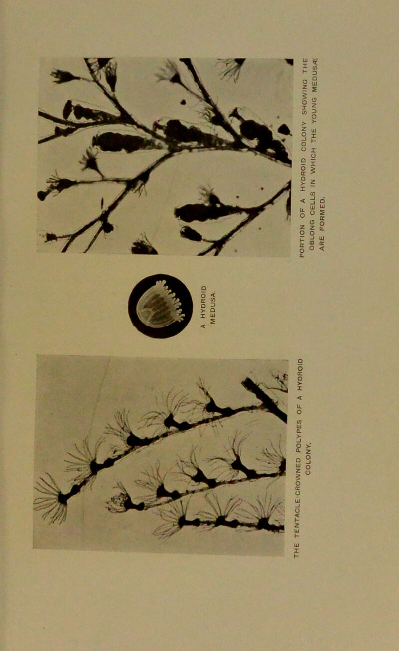 OF A HYDROID COLONY SHOWING THE CELLS IN WHICH THE YOUNG MEDUS/E