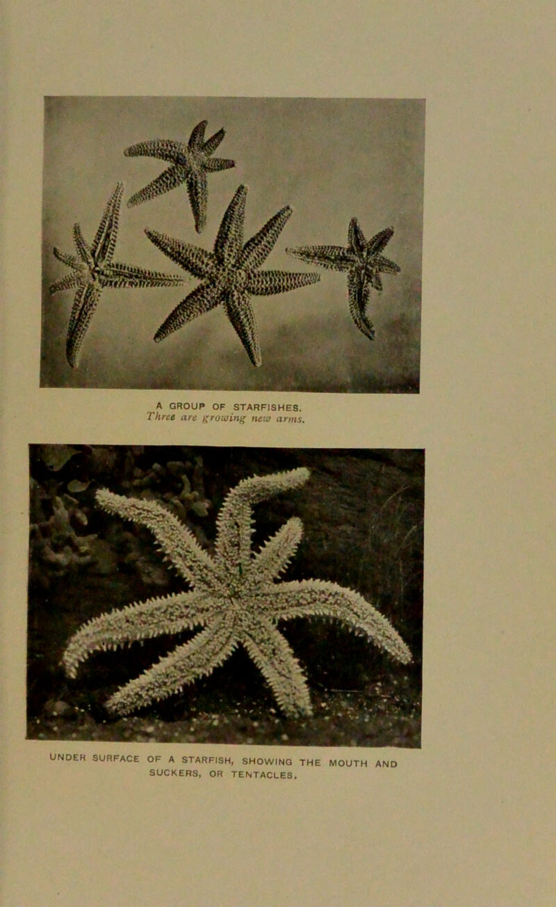 A GROUP OF STARFISHES. Three are growing new arms. UNDER SURFACE OF A STARFISH, SHOWING THE MOUTH AND SUCKERS, OR TENTACLES.
