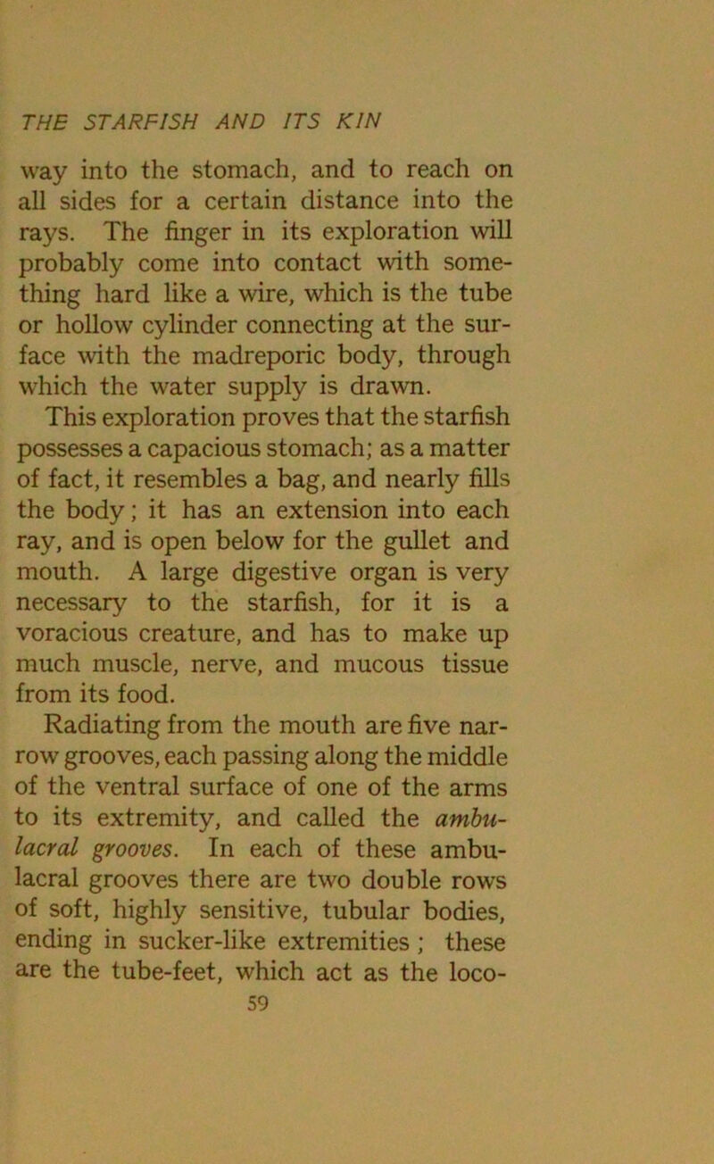way into the stomach, and to reach on all sides for a certain distance into the rays. The finger in its exploration will probably come into contact with some- thing hard like a wire, which is the tube or hollow cylinder connecting at the sur- face with the madreporic body, through which the water supply is drawn. This exploration proves that the starfish possesses a capacious stomach; as a matter of fact, it resembles a bag, and nearly fills the body; it has an extension into each ray, and is open below for the gullet and mouth. A large digestive organ is very necessary to the starfish, for it is a voracious creature, and has to make up much muscle, nerve, and mucous tissue from its food. Radiating from the mouth are five nar- row grooves, each passing along the middle of the ventral surface of one of the arms to its extremity, and called the ambii- lacral grooves. In each of these ambu- lacral grooves there are two double rows of soft, highly sensitive, tubular bodies, ending in sucker-like extremities ; these are the tube-feet, which act as the loco-