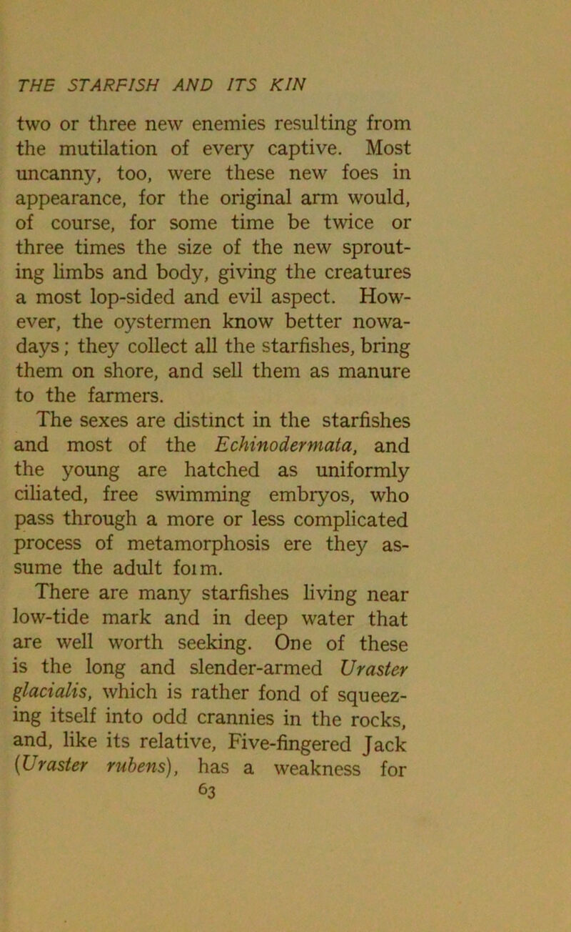 two or three new enemies resulting from the mutilation of every captive. Most uncanny, too, were these new foes in appearance, for the original arm would, of course, for some time be twice or three times the size of the new sprout- ing limbs and body, giving the creatures a most lop-sided and evil aspect. How- ever, the oystermen know better nowa- days ; they collect all the starfishes, bring them on shore, and sell them as manure to the farmers. The sexes are distinct in the starfishes and most of the Echinodermata, and the young are hatched as uniformly ciliated, free swimming embryos, who pass through a more or less complicated process of metamorphosis ere they as- sume the adult foim. There are many starfishes living near low-tide mark and in deep water that are well worth seeking. One of these is the long and slender-armed Ur aster glacialis, which is rather fond of squeez- ing itself into odd crannies in the rocks, and, like its relative, Five-fingered Jack (Uraster rubens), has a weakness for