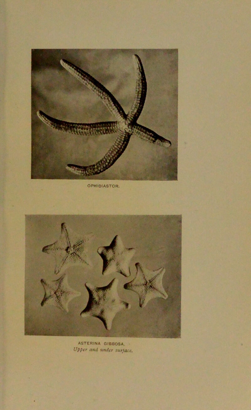 OPHIDIASTOR. ASTERINA GIBBOSA. Upper and under surjace.