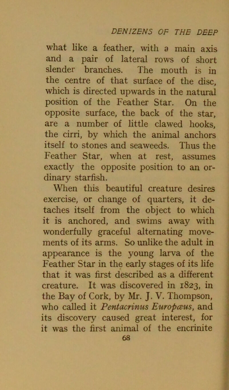 what like a feather, with a main axis and a pair of lateral rows of short slender branches. The mouth is in the centre of that surface of the disc, which is directed upwards in the natural position of the Feather Star. On the opposite surface, the back of the star, are a number of little clawed hooks, the cirri, by which the animal anchors itself to stones and seaweeds. Thus the Feather Star, when at rest, assumes exactly the opposite position to an or- dinary starfish. When this beautiful creature desires exercise, or change of quarters, it de- taches itself from the object to which it is anchored, and swims away with wonderfully graceful alternating move- ments of its arms. So unlike the adult in appearance is the young larva of the Feather Star in the early stages of its life that it was first described as a different creature. It was discovered in 1823, in the Bay of Cork, by Mr. J. V. Thompson, who called it Pentacrinus Europceus, and its discovery caused great interest, for it was the first animal of the encrinite