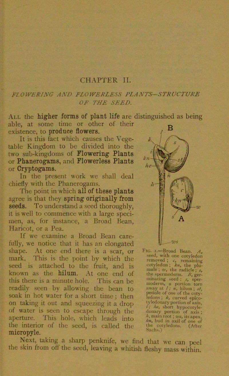 Fl.OWERING AND FLOWERLESS PLANTS—STRUCTURE OF THE SEED. All the higher forms of plant life are distinguished as being able, at some time or other of their existence, to produce flowers. It is this fact which causes the Vege- table Kingdom to be divided into the two sub-kingdoms of Flowering Plants or Phanerogams, and Flowerless Plants or Cryptogams. In the present work we shall deal chiefly with the Phanerogams. The point in which all of these plants agree is that they spring originally from seeds. To understand a seed thoroughly, it is well to commence with a large speci- men, as, for instance, a Broad Bean, Haricot, or a Pea. If we examine a Broad Bean care- fully, we notice that it has an elongated shape. .\t one end there is a scar, or mark. 'Phis is the point by which the seed is attached to the fruit, and is known as the hilum. At one end of this there is a minute hole. This can be readily seen by allowing the bean to soak in hot water for a short time; then on taking it out and squeezing it a drop of water is seen to escape through the aperture. This hole, which leads into the interior of the seed, is called the micropyle. Next, taking a sharp penknife, we find that we can peel the skin from off the seed, leaving a whitish fleshy mass within. Fig. I.—Broad Bean. A, .seed, with one cotyledon removed ; c, remaining cotyledon; kn, the plu- mule ; n>, the radicle; r, the .spermoderm. B, ger- minating .seed : s, sper- moderm, a portion torn away at /; «, hilum ; st, petiole of one of the coty- ledons ; k, curved epico- tylcdonary portion of axis, /; he, short hypocotyle- donary portion of a.\is ; A, main root; ivs, its apex, kn, bud in .axil of one of the cotyledons. (After S.achs.)