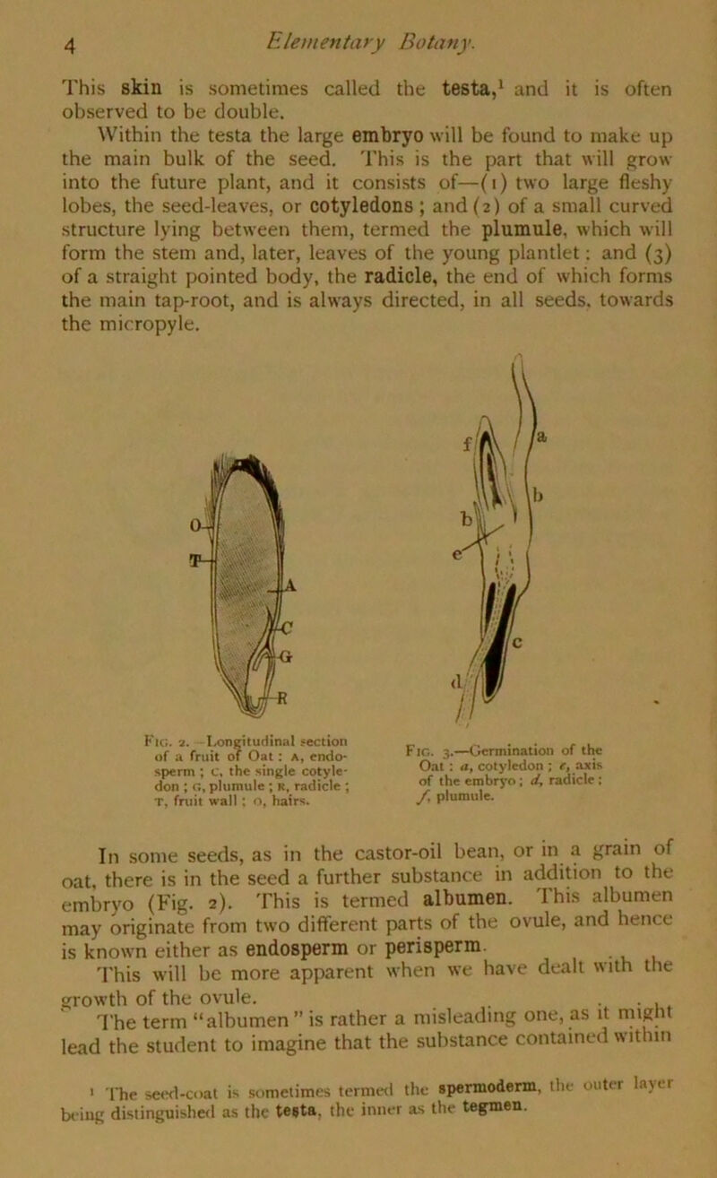 This skin is sometimes called the testa,* and it is often observed to be double. Within the testa the large embryo will be found to make up the main bulk of the seed. This is the part that will grow into the future plant, and it consists of—(i) two large fleshy lobes, tbe seed-leaves, or cotyledons ; and (2) of a small curved structure lying between them, termed the plumule, which will form the stem and, later, leaves of the young plantlet; and (3) of a straight pointed body, the radicle, the end of which forms the main tap-root, and is always directed, in all seeds, towards the micropyle. In some seeds, as in the castor-oil bean, or in a grain of oat, there is in the seed a further substance in addition to the embryo (Fig. 2). This is termed albumen. This albumen may originate from two different parts of the ovule, and hence is known either as endosperm or perisperm. 'I'his will be more apparent when we have dealt with the growth of the ovule. . • • 1 , The term “albumen ” is rather a misleading one, as it nyght lead the student to imagine that the substance contained within ' i'he setKl-coat is sometimes termed the spermoderm, tiie outer layer being distinguishetl as the testa, the inner as the tegmen. It:, a. - I.ongitudinat section of a fruit of Oat: a, endo- sperm ; c, the single cotyle- don ; G, plumule ; r, radicle ; T, fruit wall ; o, hairs. Fig. 3.—Germination of the Oat: a, cotyledon ; e, axis of the embryo; d, radicle; /, plumule.