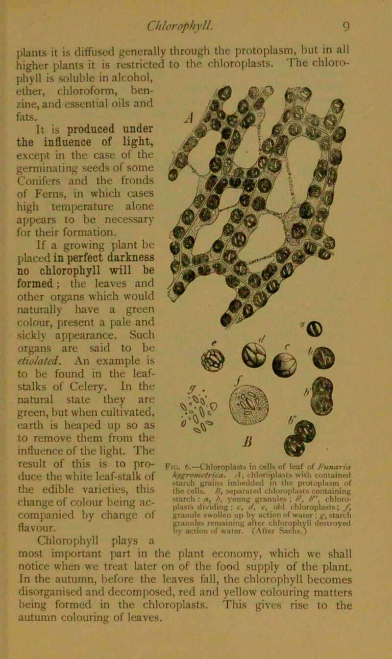 plants it is diffused generally through the protoplasm, but in all higher plants it is restricted to the chloroplasts. The chloro- phyll is soluble in alcohol, ether, chloroform, ben- zine, and essential oils and fats. It is produced under the influence of light, except in the case of the germinating seeds of some Conifers and the fronds of Ferns, in which cases high temperature alone appears to be necessary for their formation. If a growing plant be placed in perfect darkness no chlorophyll will he formed; the leaves and other organs which would naturally have a green colour, present a pale and sickly appearance. Such organs are said to be etiolated. An example is to be found in the leaf- stalks of Celery. In the natural state they are green, but when cultivated, earth is heaped up so as to remove them from the influence of the light. The result of this is to pro- duce the white leaf-stalk of the edible varieties, this change of colour being ac- companied by change of flavour. Chlorophyll plays a most important part in the plant economy, which we shall notice when we treat later on of the food supply of the plant. In the autumn, before the leaves fall, the chlorophyll becomes disorganised and decomposed, red and yellow colouring matters being formed in the chloroplasts. This gives rise to the autumn colouring of leaves. Fio. 6.—Chloroplasts in cells of leaf of Funaria hygronutnca. chloroplasts with contained starch grain.s imbedded in the protophosm of the cells. F, separated chloroplasts containing starch : /i, A, young granules ; F, chloro* plants dividing: c, dy old chloroplasts; granule swollen up by action of water : starch granules remaining after chlorophyll destroyed by action of water. Sacns.j