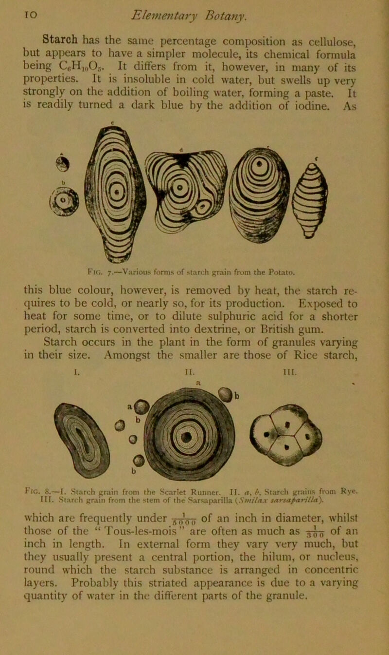 Starch has the same percentage comix)sition as cellulose, but appears to have a simpler molecule, its chemical formula being CbHjoOs. It differs from it, however, in many of its properties. It is insoluble in cold water, but swells up very strongly on the addition of boiling water, forming a paste. It is readily turned a dark blue by the addition of iodine. As Ku;. 7.—Various forms of starch grain from the Potato. this blue colour, however, is removed by heat, the starch re- quires to be cold, or nearly so, for its production. Exposed to heat for some time, or to dilute sulphuric acid for a shorter period, starch is converted into dextrine, or British gum. Starch occurs in the plant in the form of granules varying in their size, .\mongst the smaller are those of Rice starch, I. II. III. n 1*10. 8.—1. Starch grain from the Scarlet Runner. II. Starch grains from Rye. in. .St.arch grain from the stem of the .Sarsaparilla {Smi/ax sarsaparilla). which are frequently under ^oVo of an inch in diameter, whilst those of the “ 'Fous-les-mois ” are often as much as of an inch in length. In external form they vary very much, but they usually present a central portion, the hilum, or nucleus, round which the starch substance is arranged in concentric layers. Probably this striated appearance is due to a varying quantity of water in the different parts of the granule.