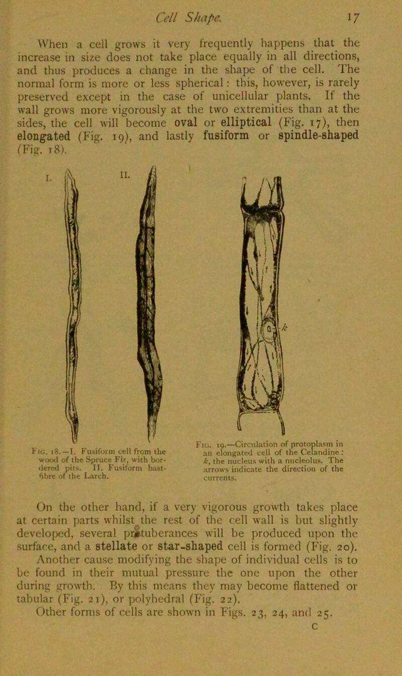 When a cell grows it very frequently happens that the increase in size does not take place equally in all directions, and thus produces a change in the shap« of the cell. The normal form is more or less spherical: this, however, is rarely preserved except in the case of unicellular plants. If the wall grows more vigorously at the two extremities than at the sides, the cell will become oval or elliptical (Fig. 17), then elongated (Fig. 19), and lastly fusiform or spindle-shaped (Fig. 18). Fic. x8.—1. Fusiform cell from ibe wood of the Spruce Fir, with bor- dered pits. II. Fusiform baat- hhre of che Larch. Fk;. to.—Circulation of protopla.sm in an elongated cell of the Celandine: ky the nucleus with a nucleolus. The .arrows indicate the direction of the currents. On the other hand, if a very vigorous growth takes place at certain parts whilst the rest of the cell wall is but slightly develo[)ed, several pcStuberances will be produced upon the surface, and a stellate or star-shaped cell is formed (Fig. 20). Another cause modifying the shape of individual cells is to be found in their mutual pressure the one upon the other during growth. By this means they may become flattened or tabular (Fig. 21), or polyhedral (Fig. 22). Other forms of cells are shown in Figs. 23, 24, and 25. c