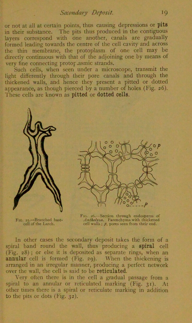or not at all at certain [)oints, thus causing depressions or pits in their substance. I’he pits thus produced in the contiguous layers correspond with one another, canals are gradually formed leading towards the centre of the cell cavity and across the thin membrane, the protoplasm of one cell may be directly continuous with that of the adjoining one by means of very fine connecting protoplasmic strands. Such cells, when seen under a microscope, transmit the light differently through their pore canals and through the thickened walls, and hence they present a pitted or dotted appearance, as though pierced by a number of holes (Fig. 26). 'I'hese cells are known as pitted or dotted cells. Kig. *5.—Branched bast- cell of the Larch. Fig. 26.—Section through endosperm of Anthchza. Parenchyma with thickened cell walls; />, pores seen from their end. In Other cases the secondary deposit takes the form of a spiral band round the wall, thus producing a spiral cell (Fig. 28); or else it is deposited as separate rings, when an annular cell is formed (Fig. 29). When the thickening is arranged in an irregular manner, producing a perfect network over the Avail, the cell is said to be reticulated. Very often there is in the cell a gradual passage from a spiral to an annular or reticulated marking (Fig. 31). At other times there is a spiral or reticulate marking in addition to the pits or dots (Fig. 32).