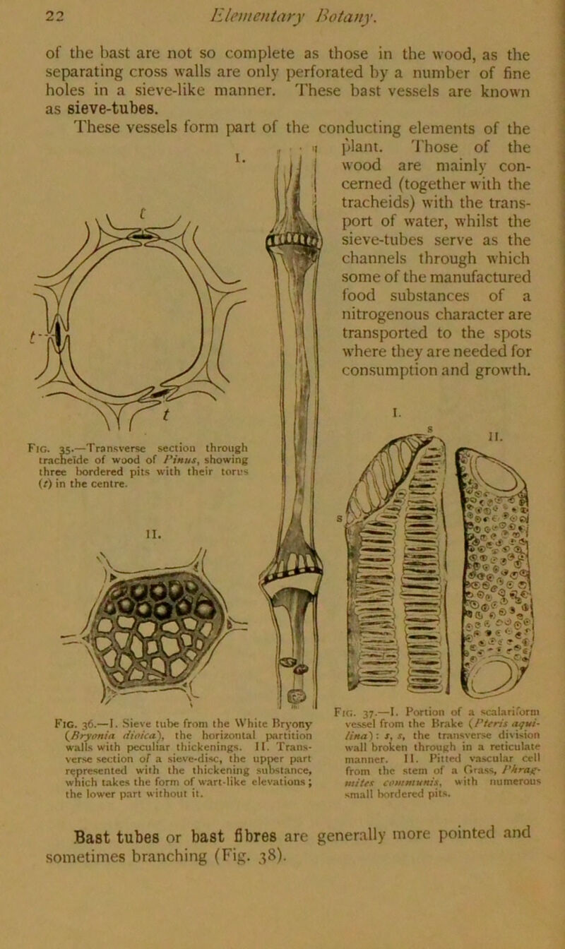 I. of the bast are not so complete as those in the wood, as the separating cross walls are only perforated by a number of fine holes in a sieve-like manner. These bast vessels are known as sieve-tubes. These vessels form part of the conducting elements of the plant. Those of the wood are mainly con- cerned (together with the tracheids) with the trans- port of water, whilst the sieve-tubes serve as the channels through which some of the manufactured food substances of a nitrogenous character are transported to the spots where they are needed for consumption and growth. Fig. 35.—Transverse section through trachelde of wood of J’inus, showing three Itordered pits with their torus (r) in the centre. II. j”<tj '•a Fig. 36.—I. Sieve tube from the White Bryony (^Brymtia dioica^, the horizontal partition walls with peculiar thickenings. II. Trans- verse section of a sieve-disc, the upmr part represented with the thickening suostance, which takes the form of wart-like elevations; the lower part without it. Fig. 37.—I. Portion of a scalariform vessel from the Brake {Pitris ayui- lino): z, s, the transverse division wall broken through in a reticulate manner. II. Pitletl vascular cell from the stem of a Gra,ss, Phrag- mites communis, with numerous small bordered pits. Bast tubes or bast fibres are gener.ally more pointed and sometimes branching (Fig. 38).